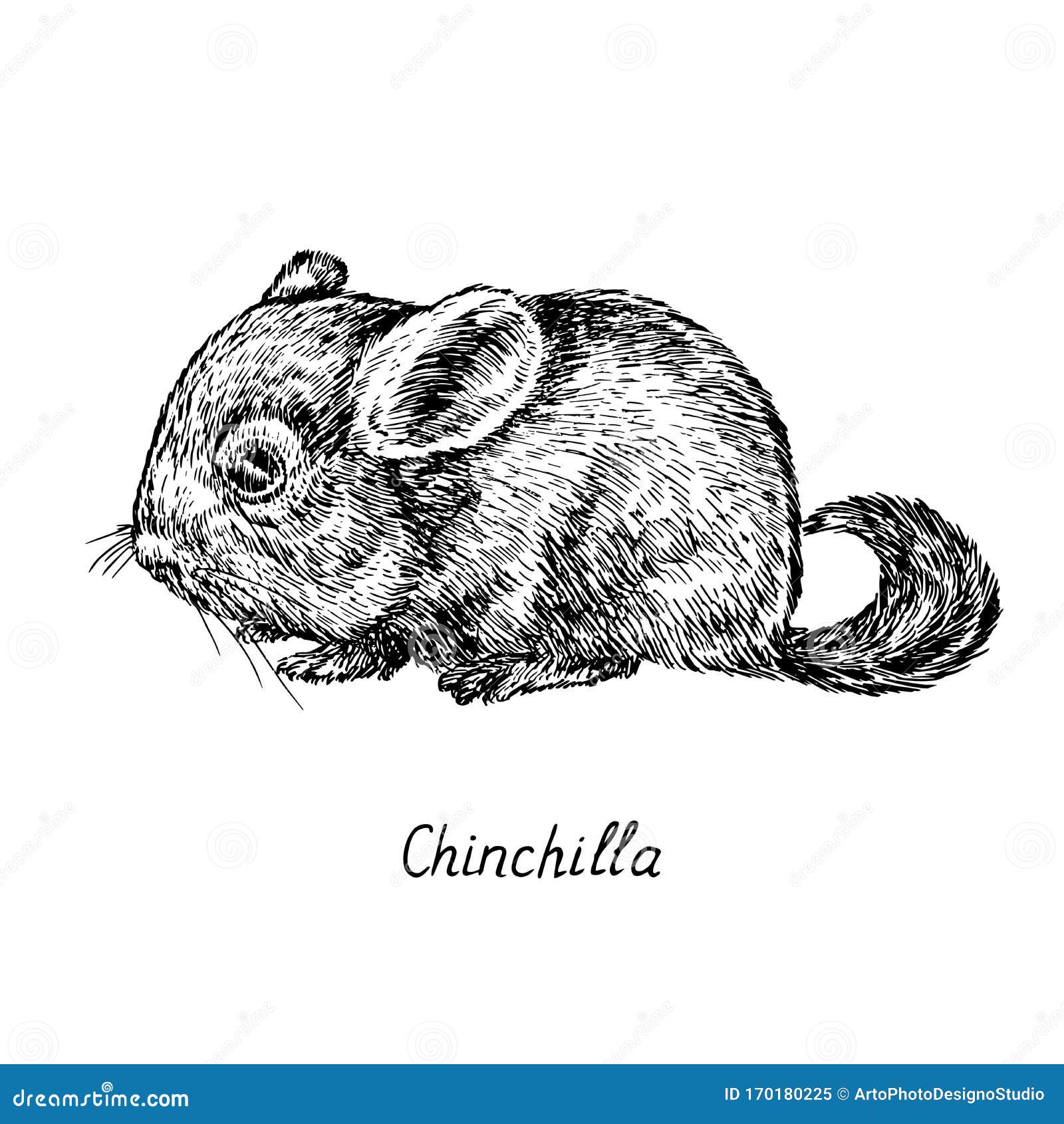 Draw Chinchilla by DianaHuang on DeviantArt  Chinchilla Nature sketch  Animal drawings