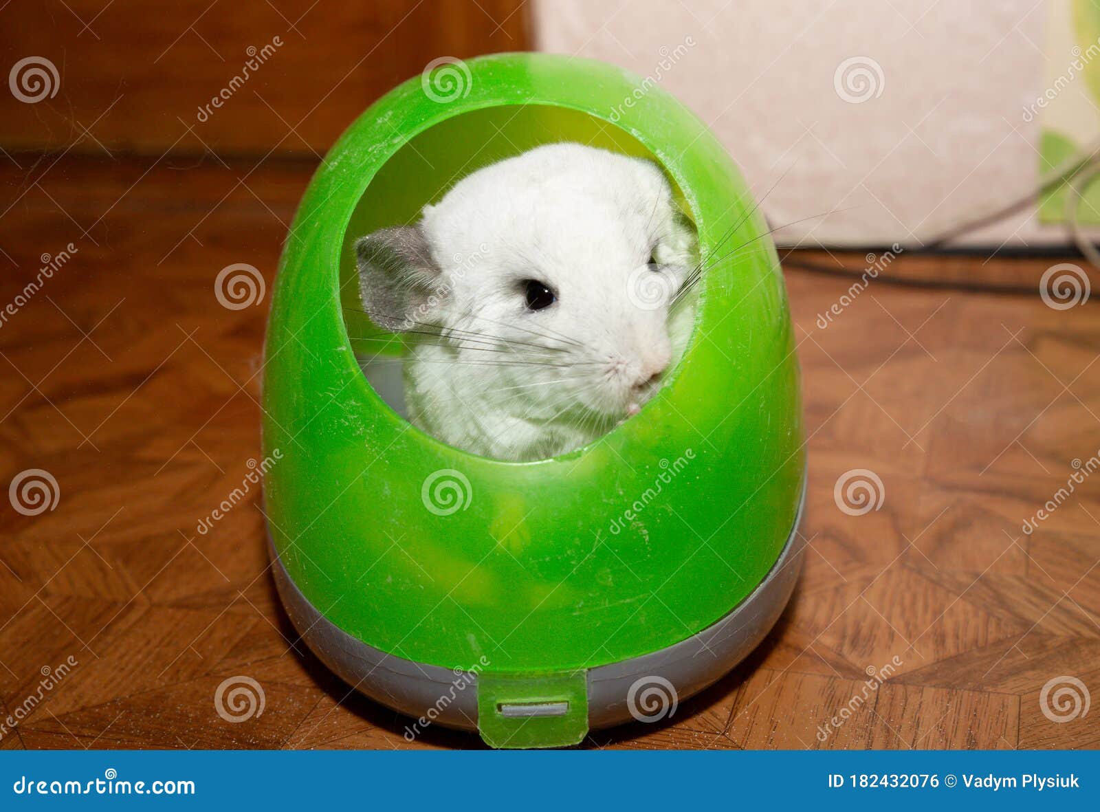 Chinchilla is Taking a Sand Bath. Cute Home Pet Stock Photo Image of