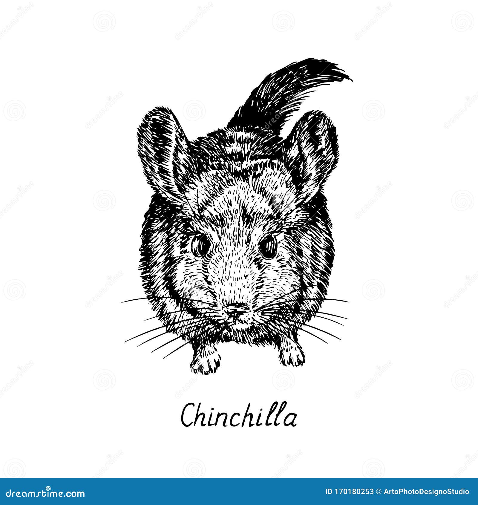 My Pet Chinchilla Drawing by countrygal1995 - DragoArt