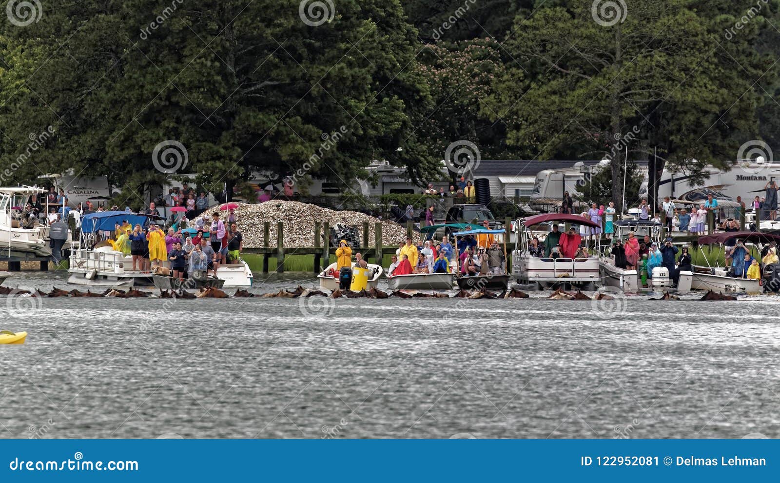 Chincoteague Wild Pony Swim Editorial Photo - Image of equine, island ...