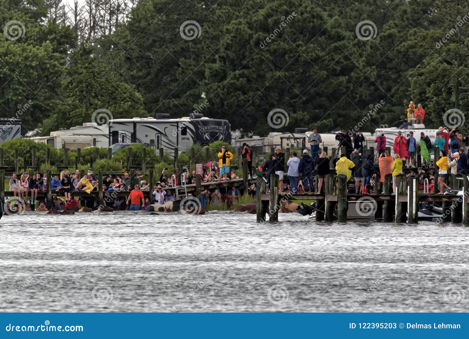 Chincoteague狂放的小马游泳. CHINCOTEAGUE，弗吉尼亚- 2018年7月25日：野生小马游泳到从Assateague海岛的Chincoteague海岛 这是筹集志愿消防队的金钱的一次年会