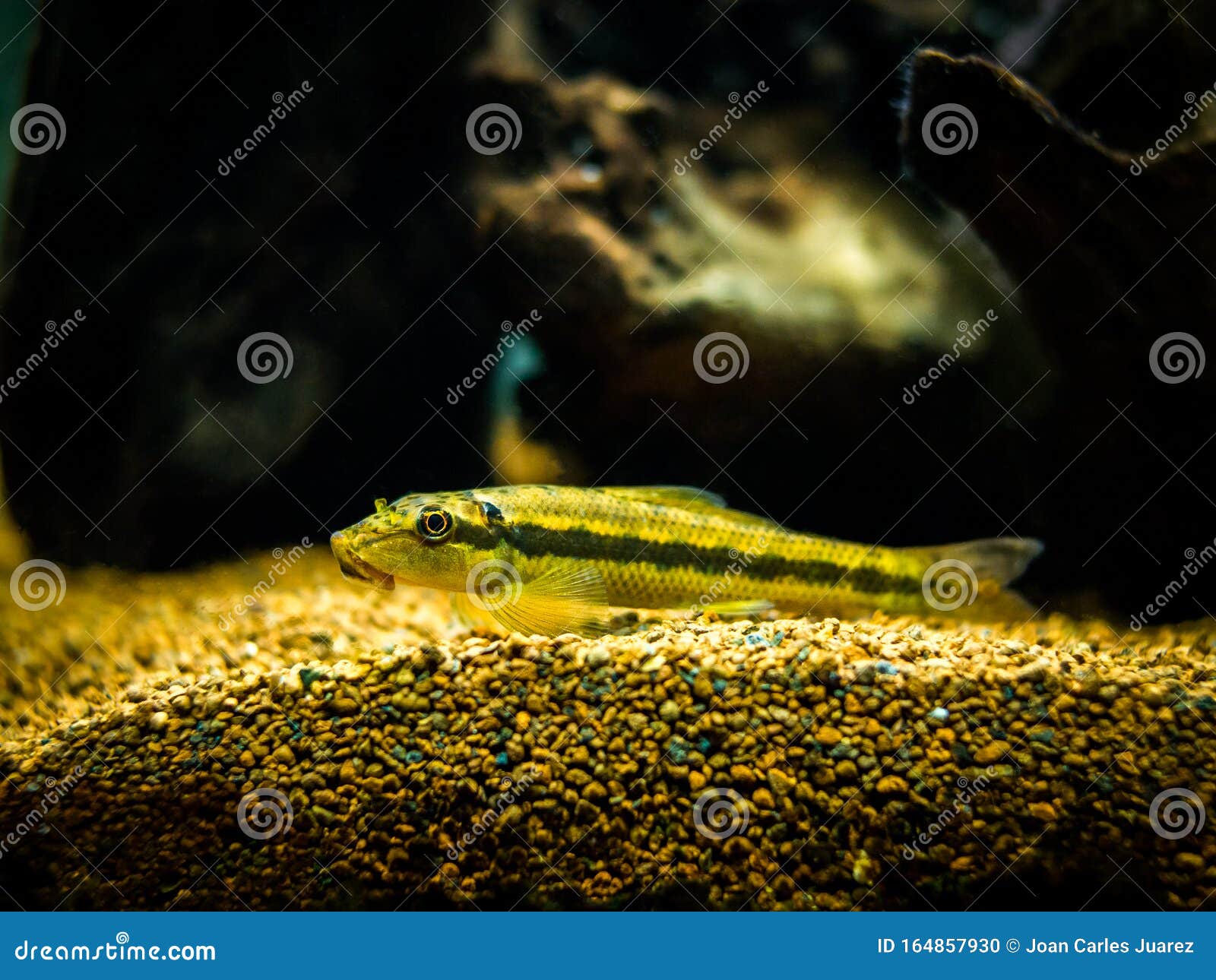 Chinese Algae Eater in Fish Tank Gyrinocheilus Aymonieri Stock Photo