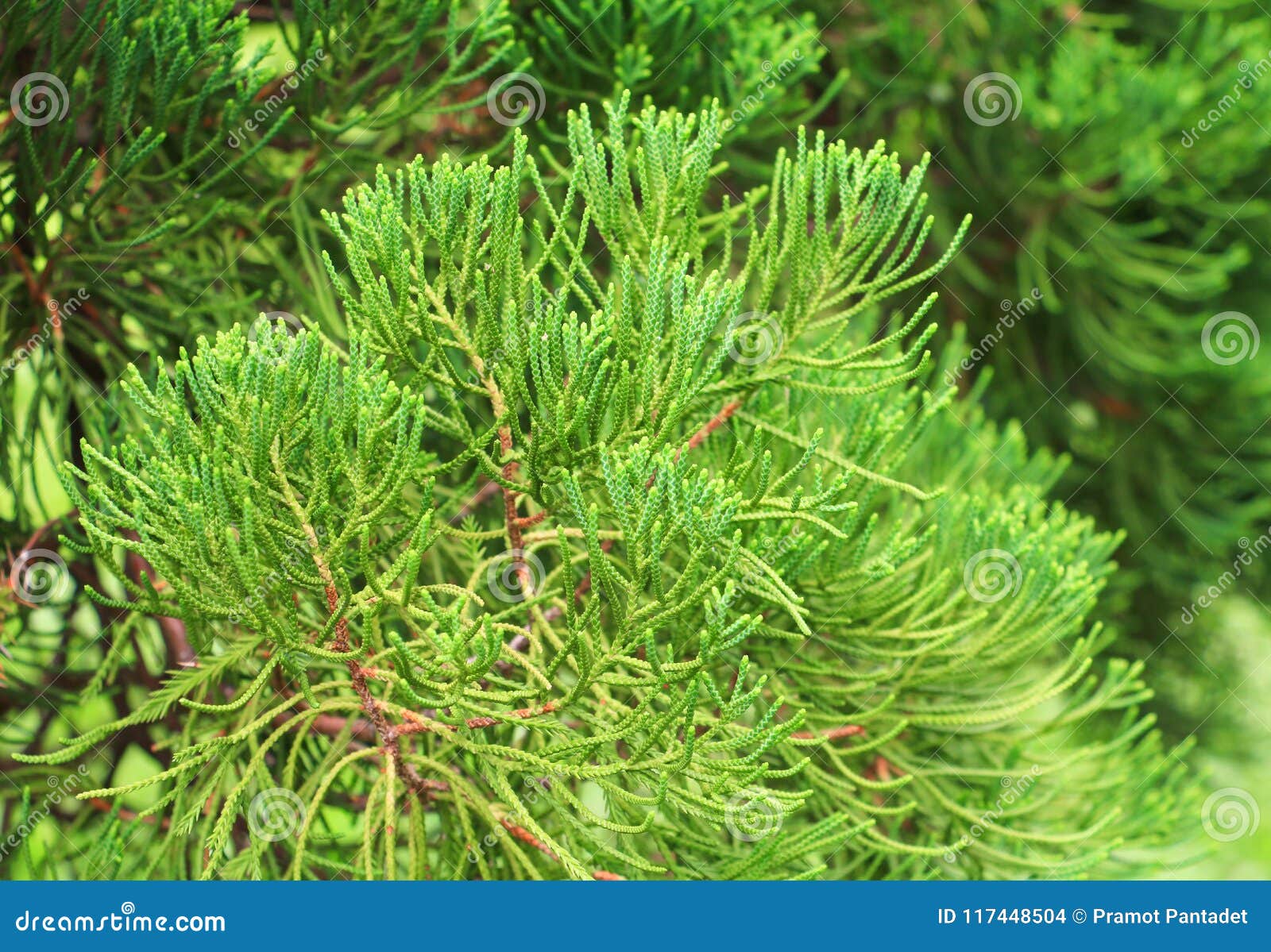 chinese arborvitae, leaves of pine tree select focus with shallow depth of field scientific name thuja orientali.