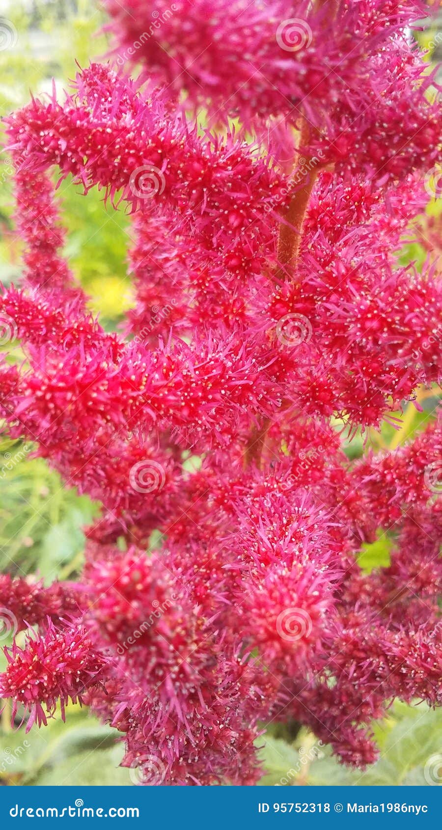 Chinese Astilbe Censation 