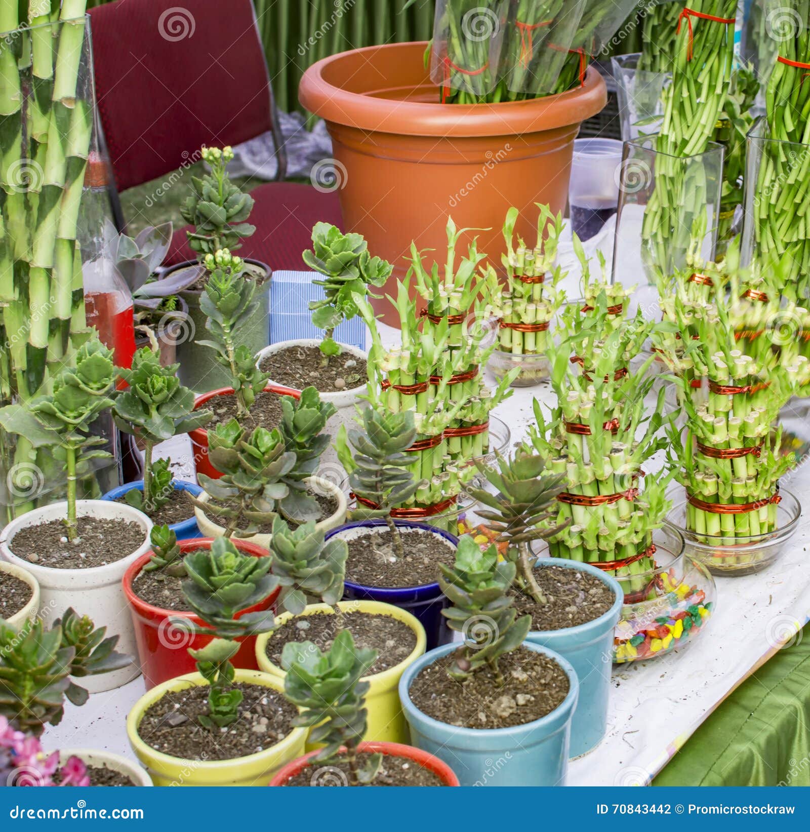 Chinese Bamboo Plants on Sale Stock Photo Image of indoor, china