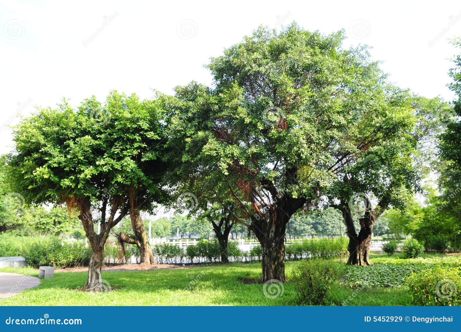 The Chinese Banyan Tree Grove Stock Image Image of landscape