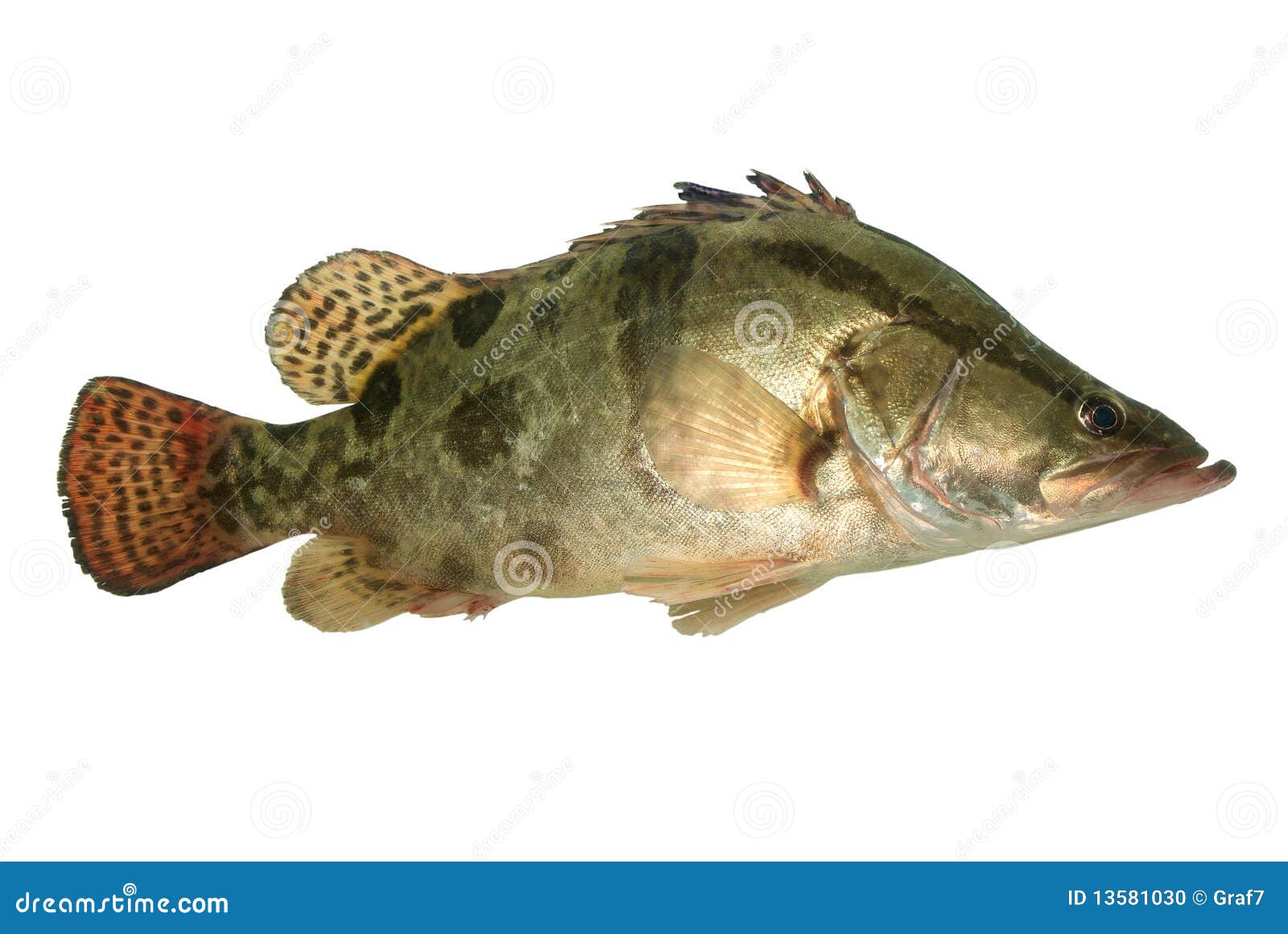 Chinese Bass On White Background Stock Photo Image of tail, fishing