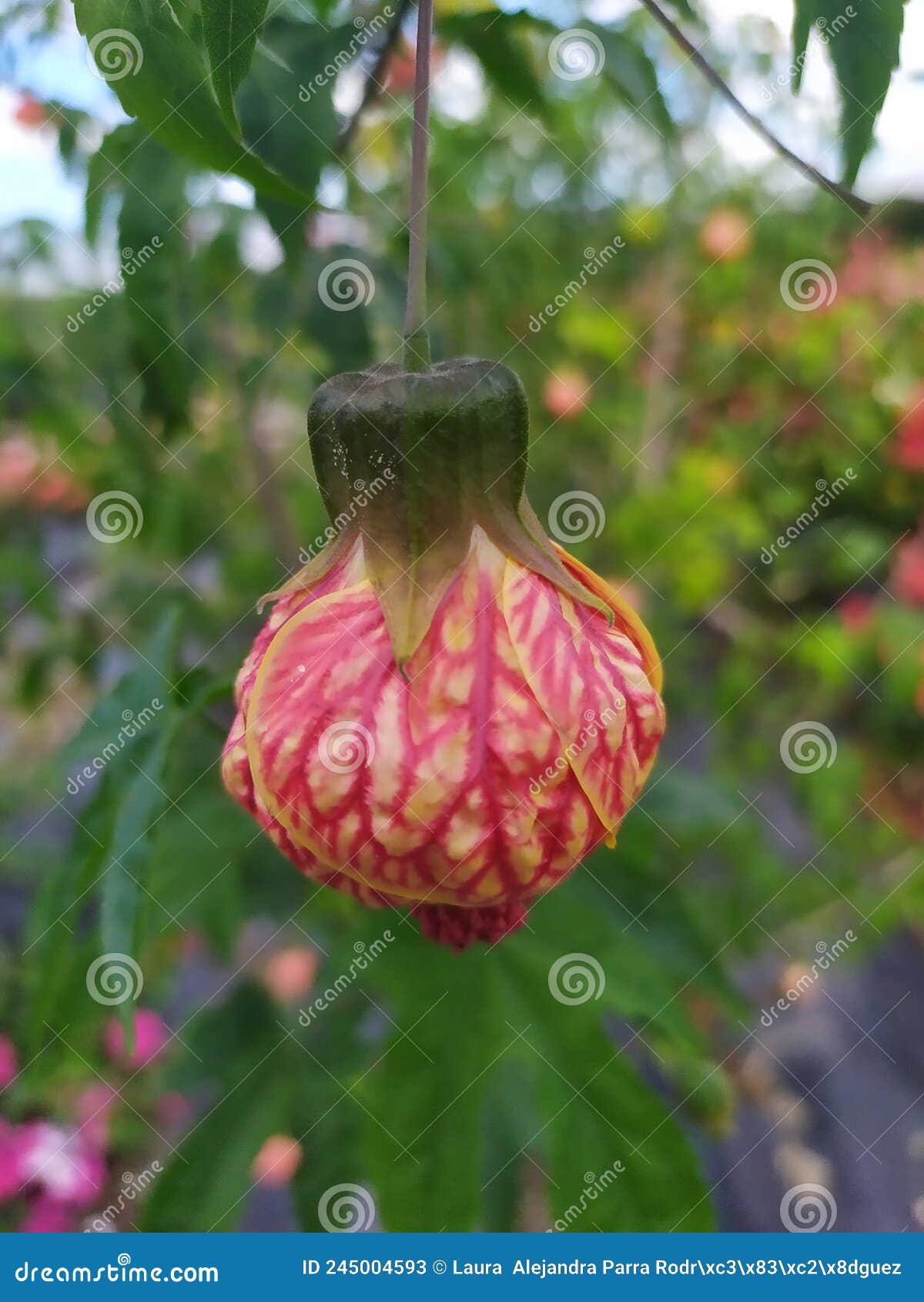 chinese bell or chinese lantern hanging from the branch of the plant farolillo chino colgada de la planta