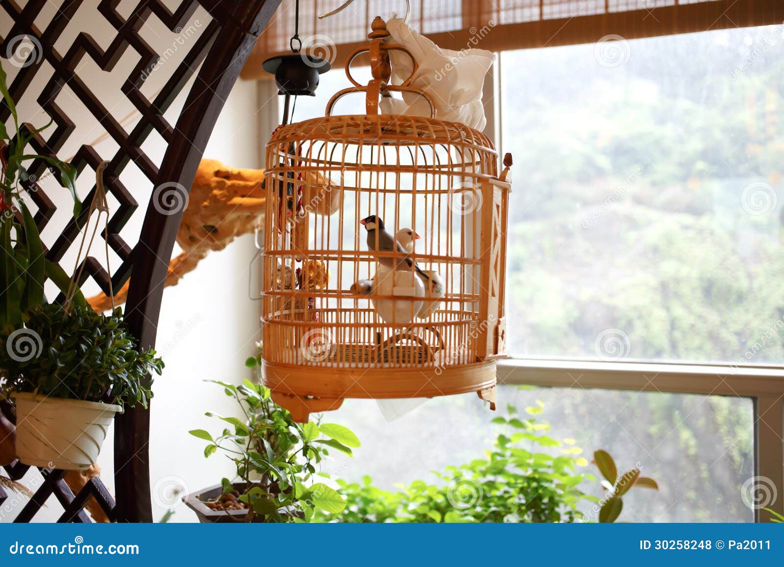 https://thumbs.dreamstime.com/z/chinese-bird-cages-hanging-front-window-30258248.jpg