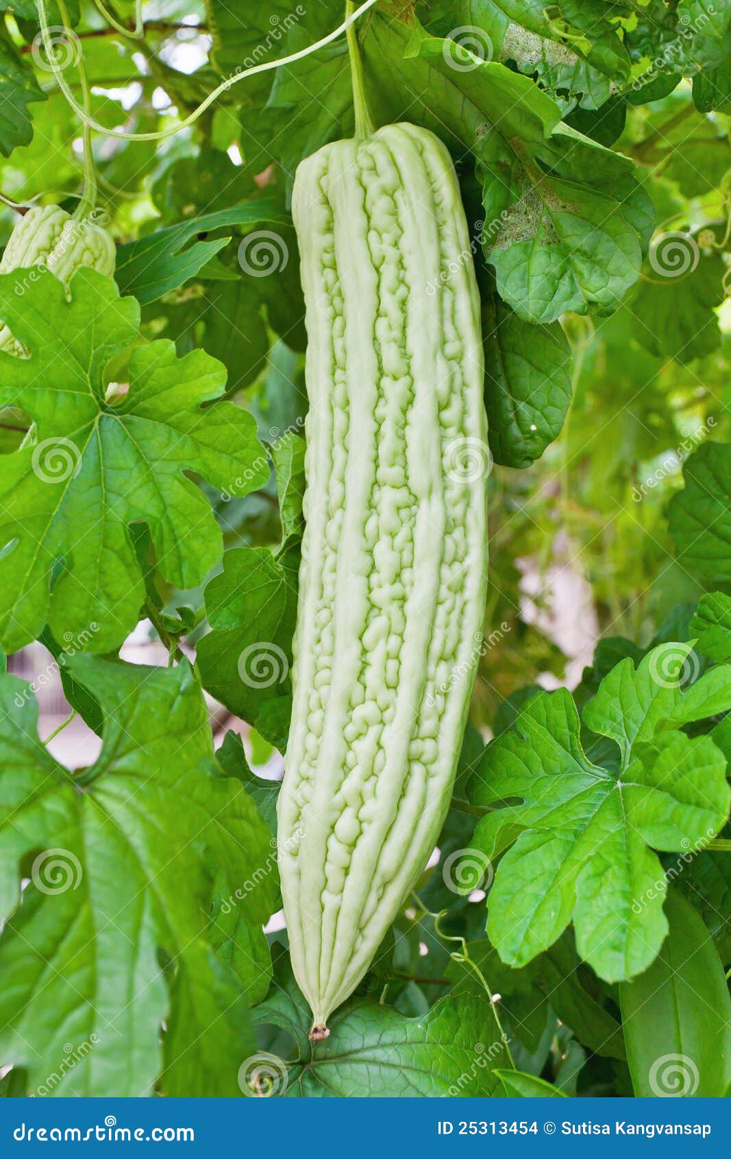 Chinese Bitter Gourd stock photo. Image of chinese, plant 25313454