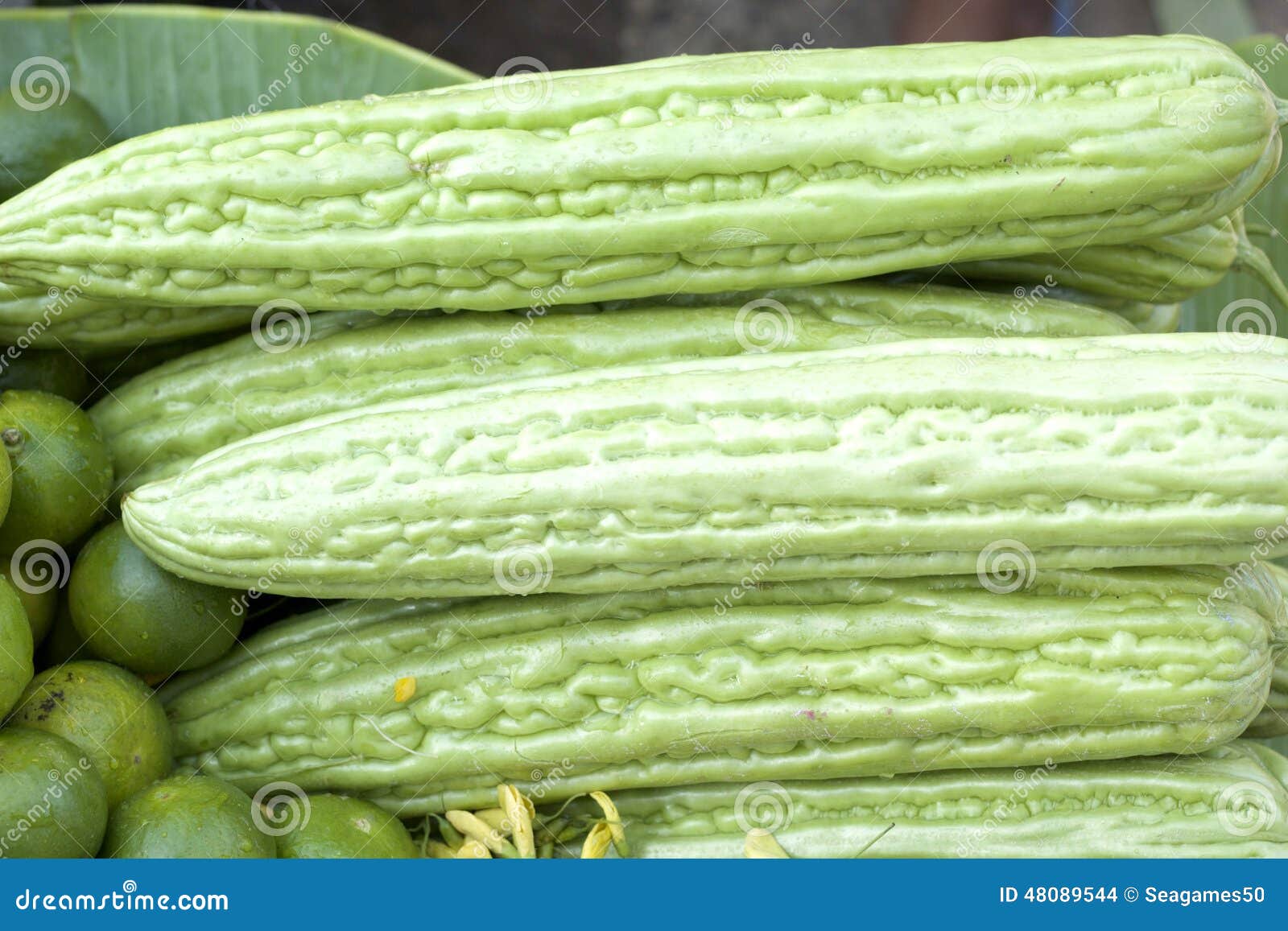 Chinese Bitter Gourd Stock Photo 25313454