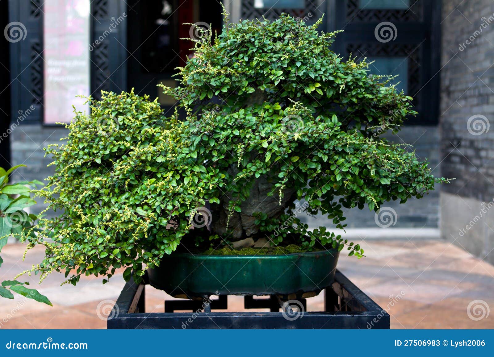 Chinese bonsai stock image. Image of bonsai, yard, pottedplant 27506983