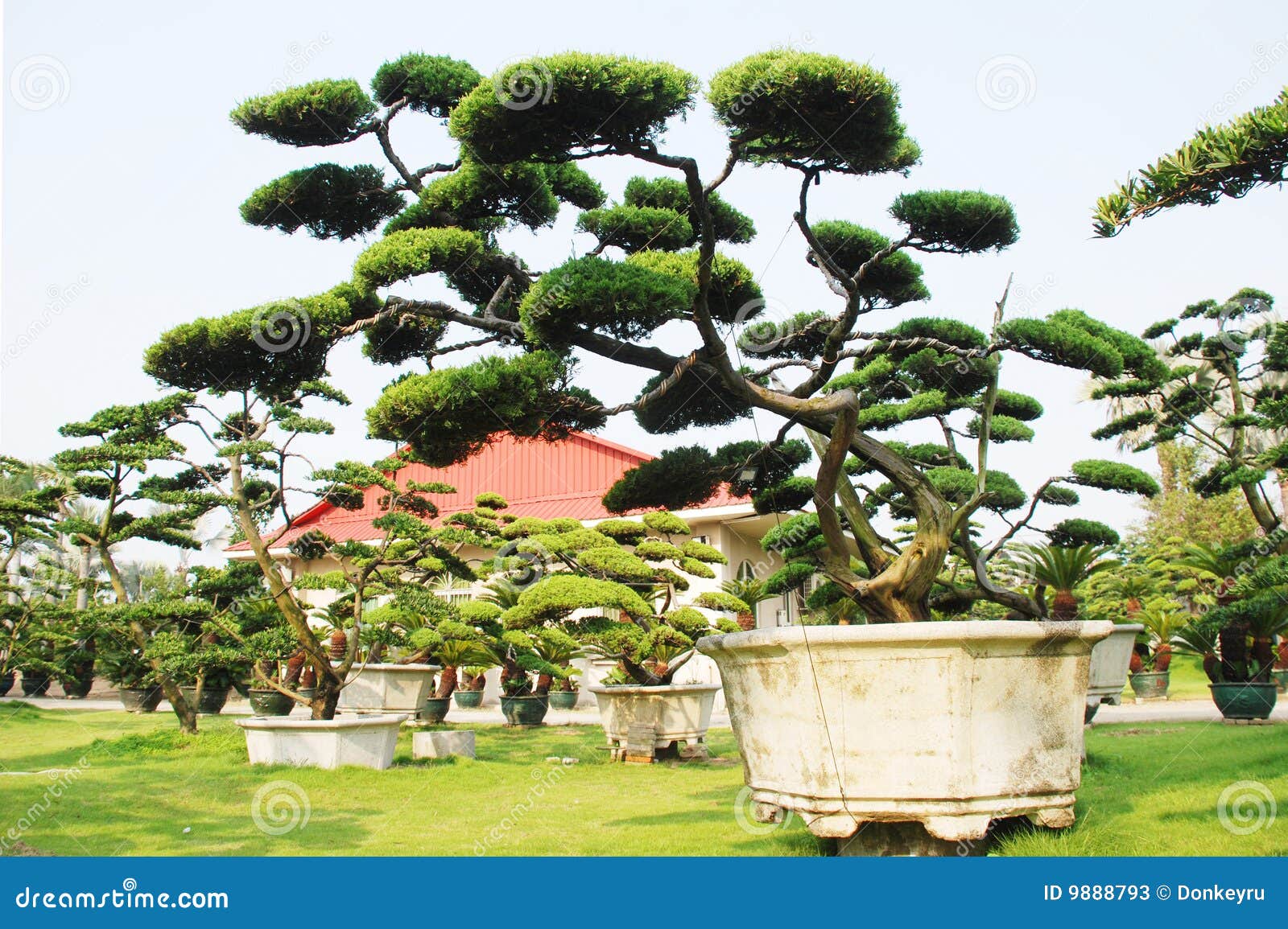 The Chinese Bonsai Garden Stock Image Image Of Gardening 9888793