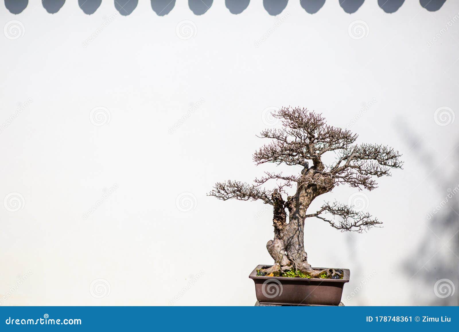 Chinese Bonsai In A Garden Stock Image Image Of Rocks 178748361