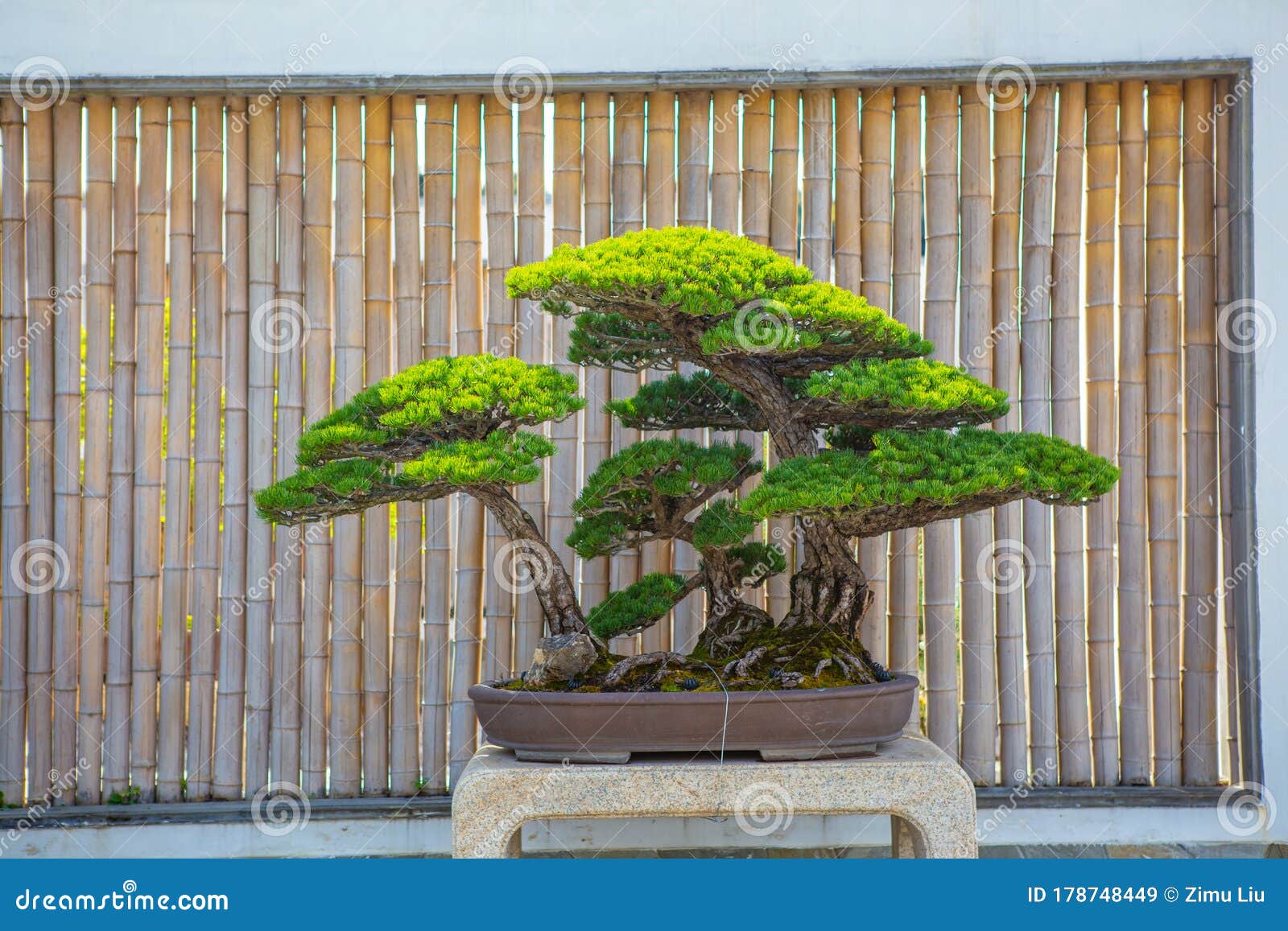 555 Banzai Trees Royalty-Free Images, Stock Photos & Pictures