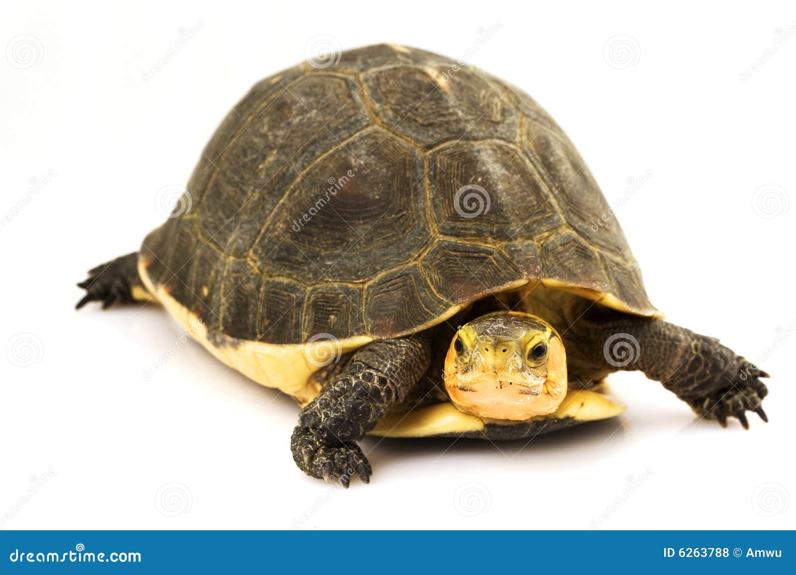 Chinese Box Turtle stock photo. Image of rugged, reptile - 6263788