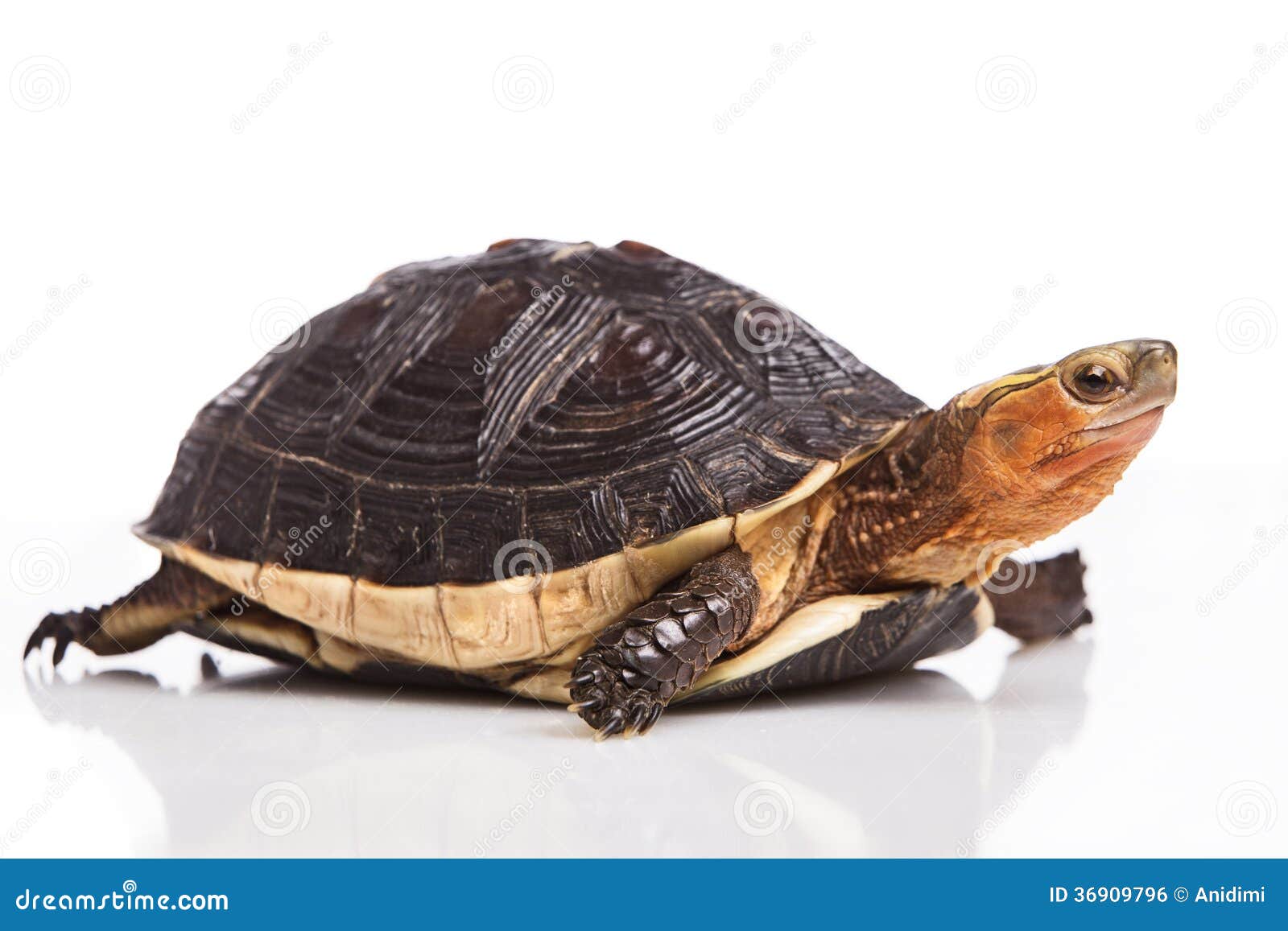 Chinese box turtle stock photo. Image of active, nature - 36909796