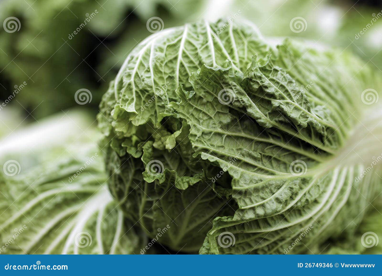 Chinese Cabbage stock photo. Image of sale, cabbages 26749346
