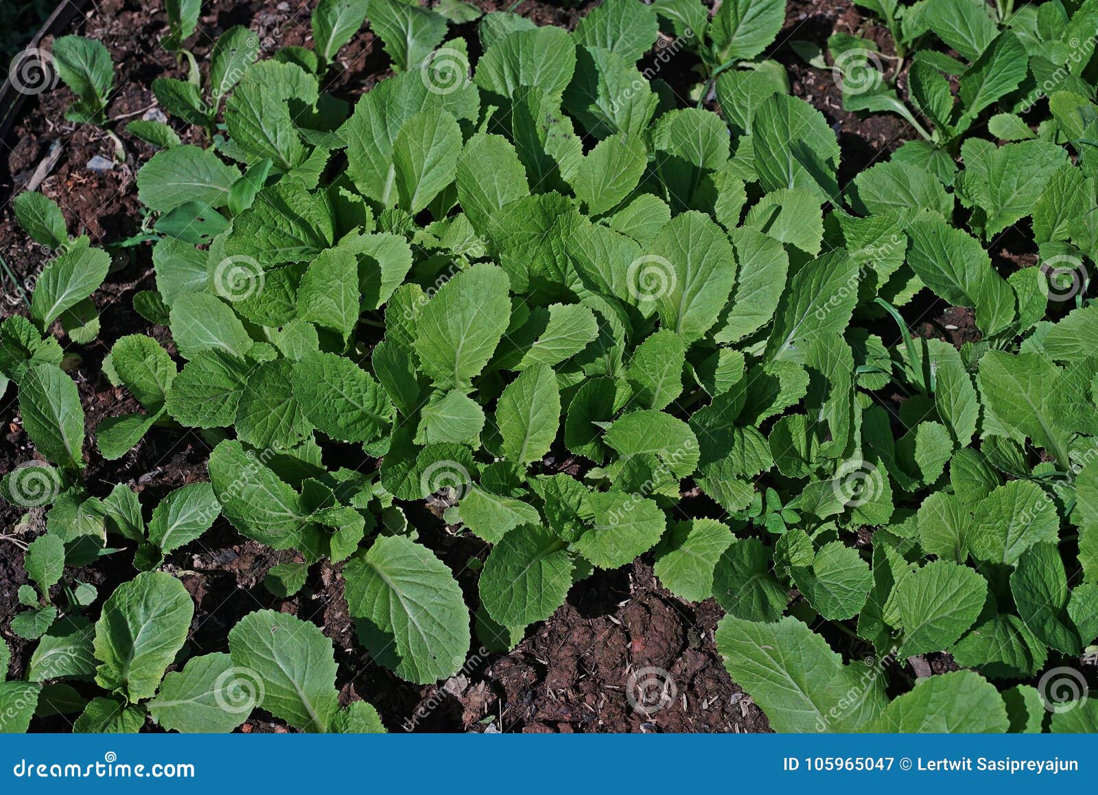 Chinese Cabbage or Bok Choy, Leafy Vegetable in Brassica Family Stock