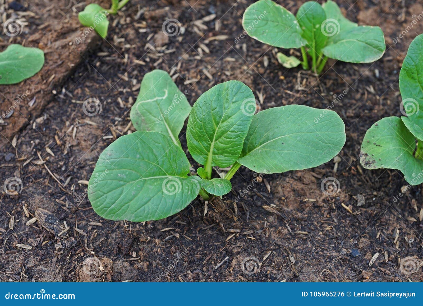 Chinese Cabbage or Bok Choy, Leafy Vegetable in Brassica Family Stock