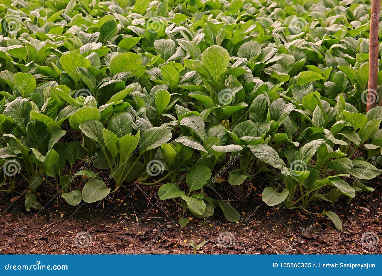 Chinese Cabbage or Bok Choy, Leafy Vegetable in Brassica Family Stock