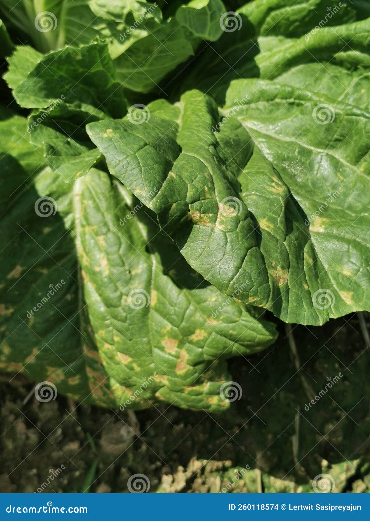 Chinese Cabbage Disease Symptom on Leaf Stock Photo Image of environment, green 260118574
