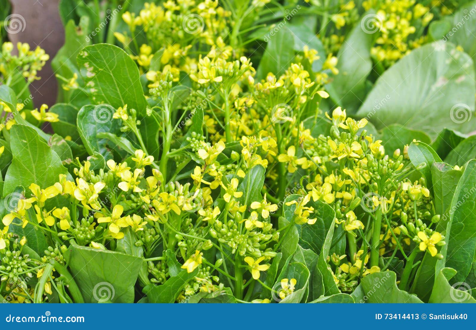 Chinese cabbage flower stock image. Image of chinese 73414413