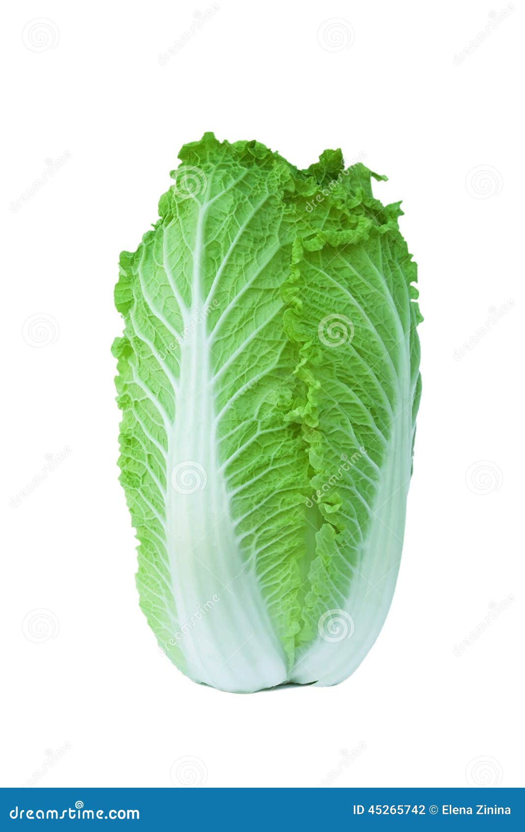 Chinese cabbage isolated on white background. Beijing cabbage (Peking cabbage) isolated on white background