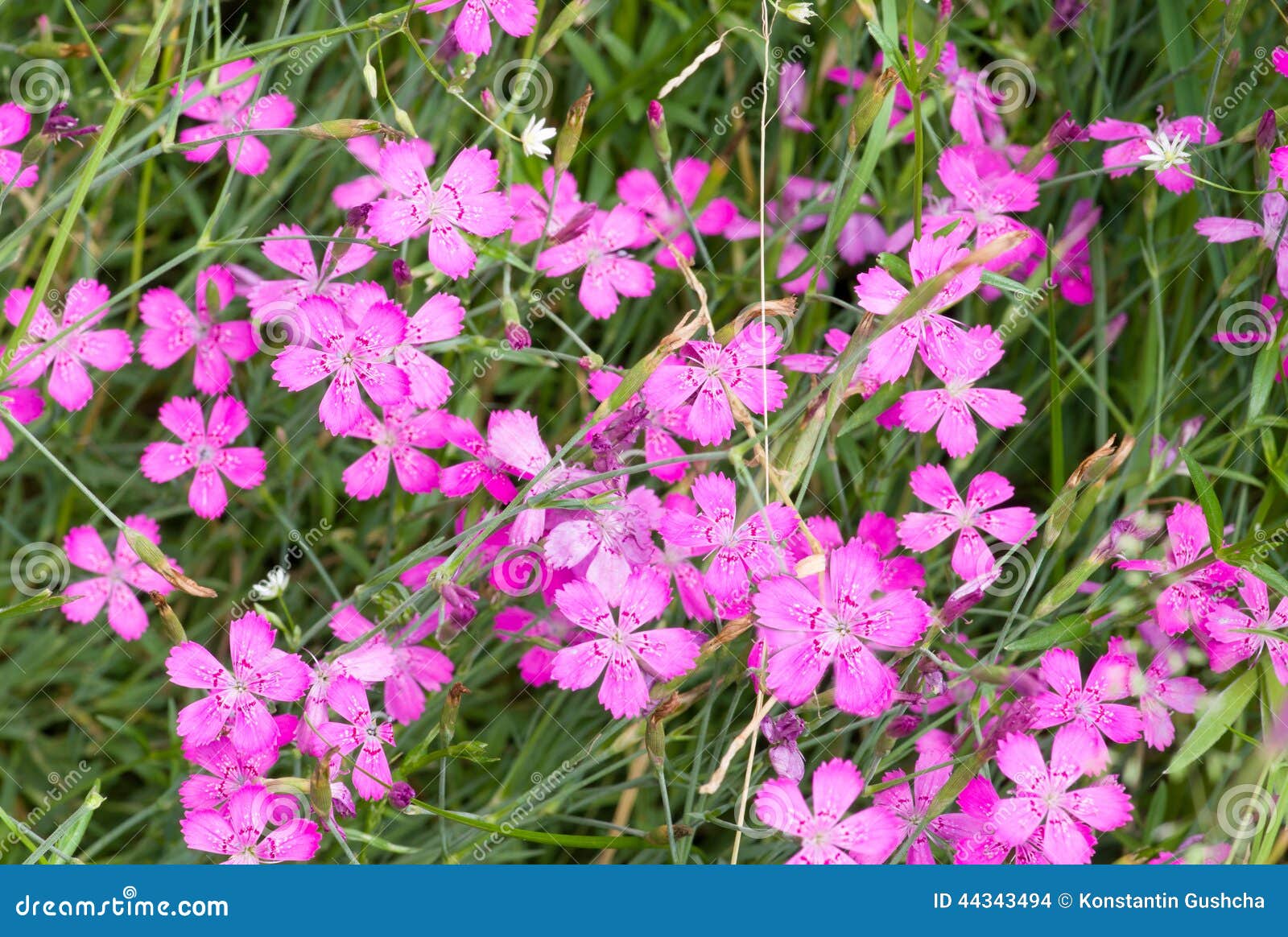 Chinese carnation flowers stock photo. Image of blooming 44343494