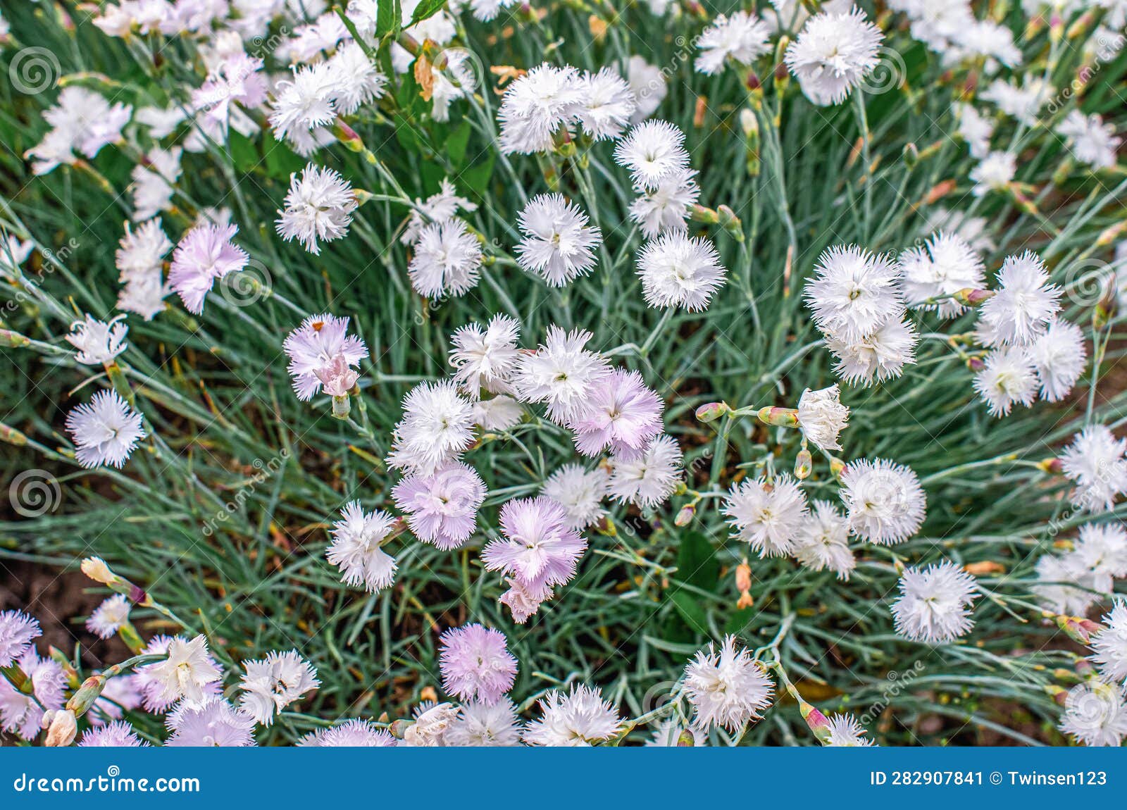 Chinese Carnation Flowers are White. Floral Background Stock Image