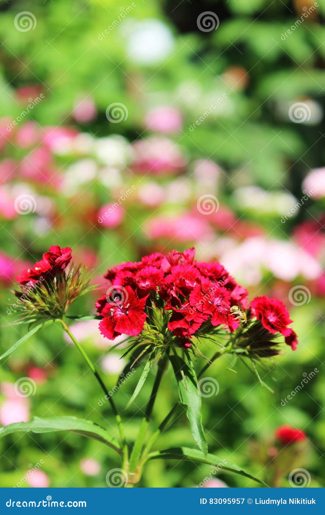 Chinese Carnation in the Garden. Flowering Carnations Stock Image