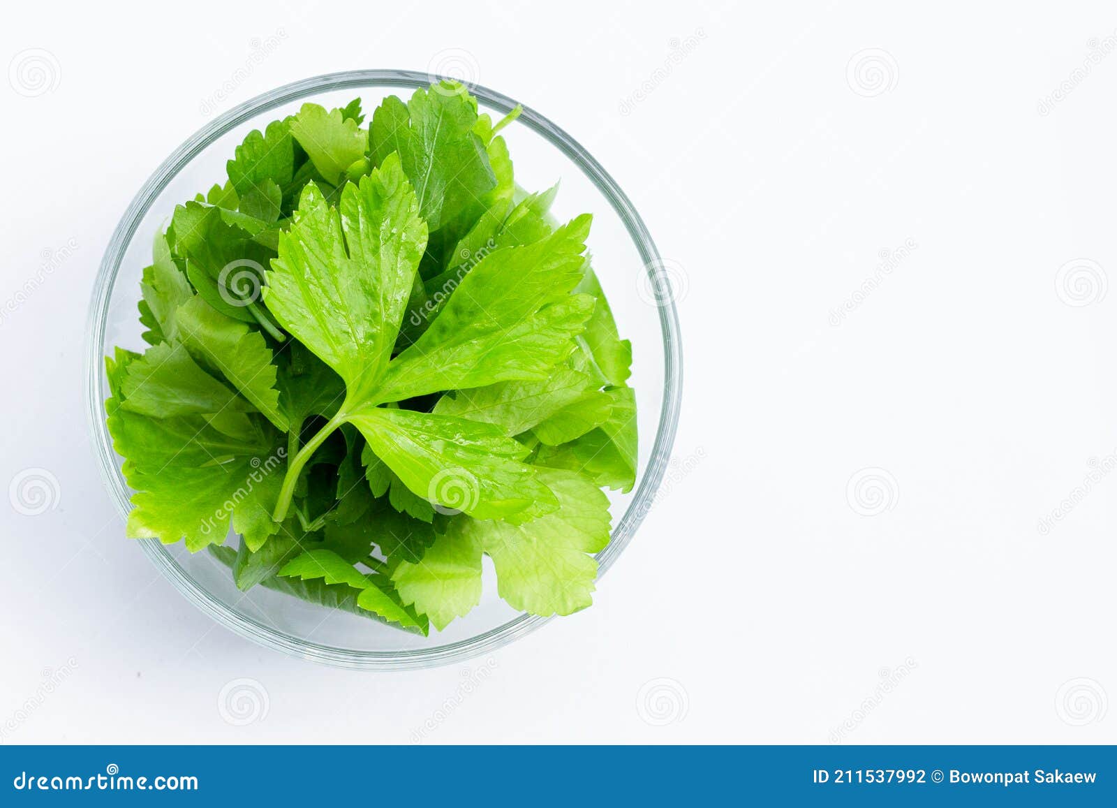 Chinese Celery Leaves in Glass Bowl on White Stock Photo Image of background, fresh 211537992