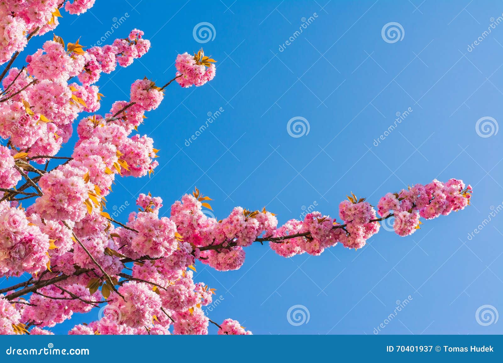 Chinese Cherry Tree Stock Photos Download 3,632 Royalty Free Photos