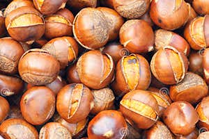 Chinese Chestnut Royalty Free Stock Photo CartoonDealer 66762393 Chinese Chestnut Royalty Free Stock Photo CartoonDealer 66762393