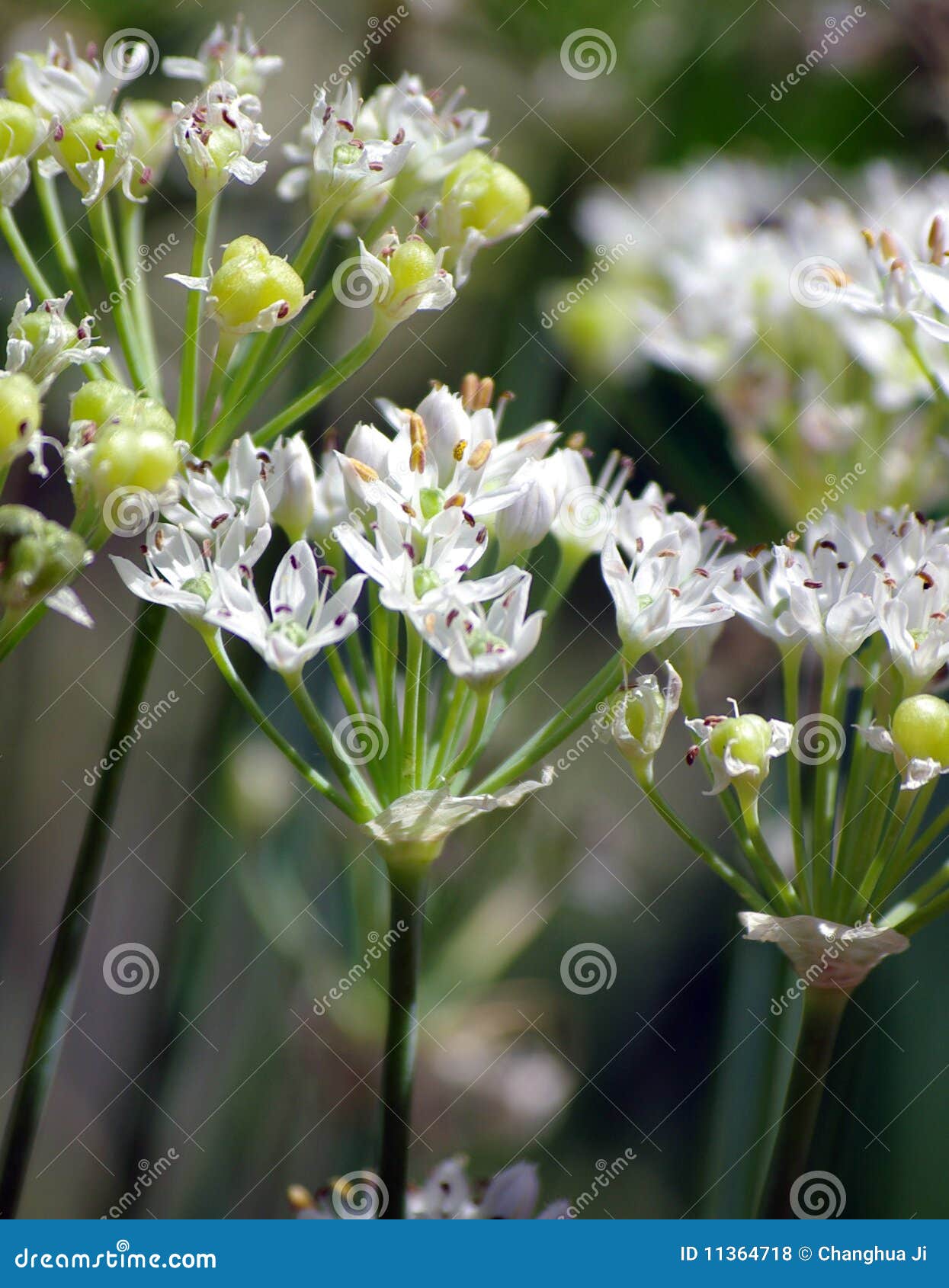 Chinese Chive Flowers and Seeds Stock Photo Image of close, stalk