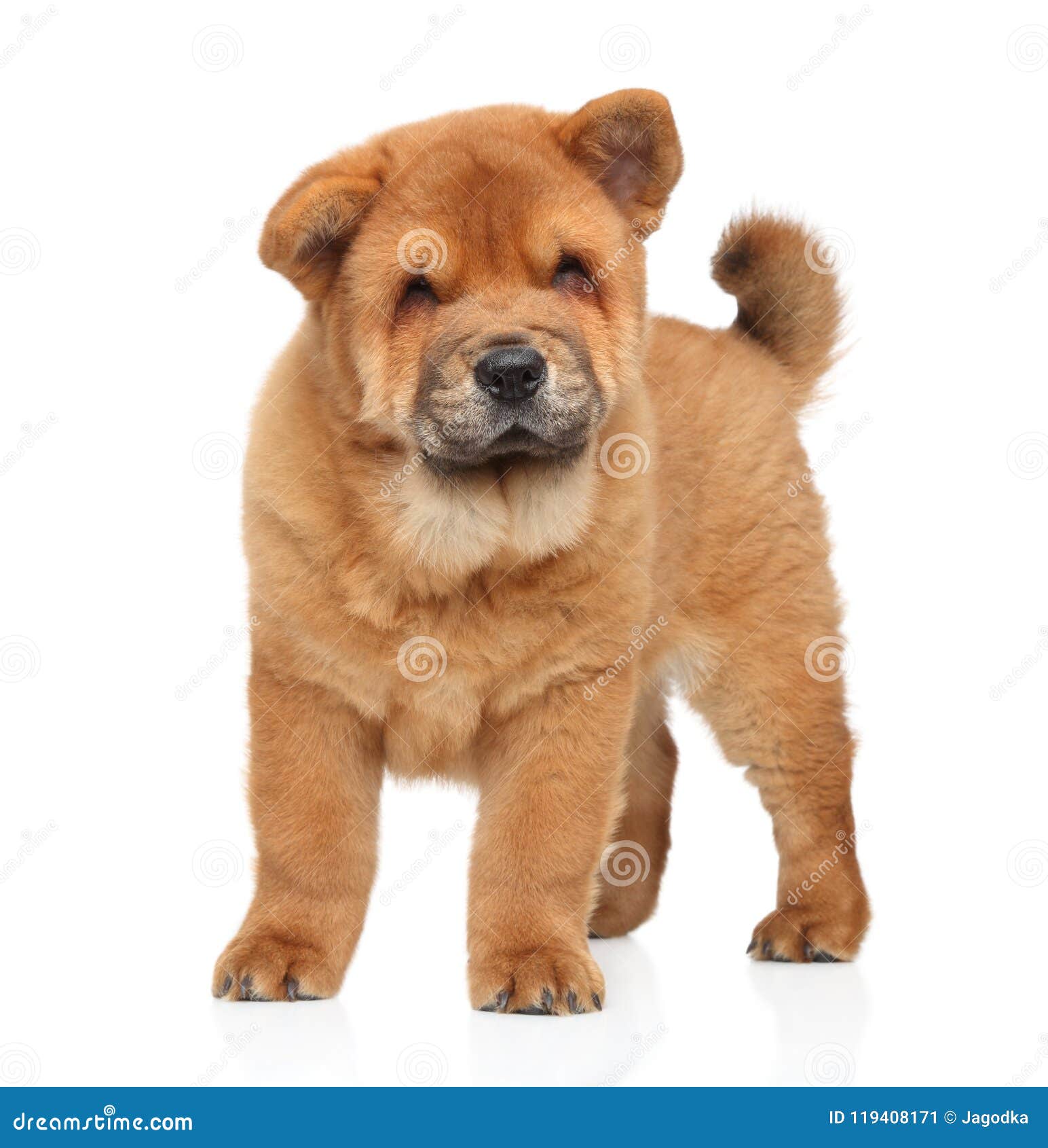 Chinese chow chow outlet puppy