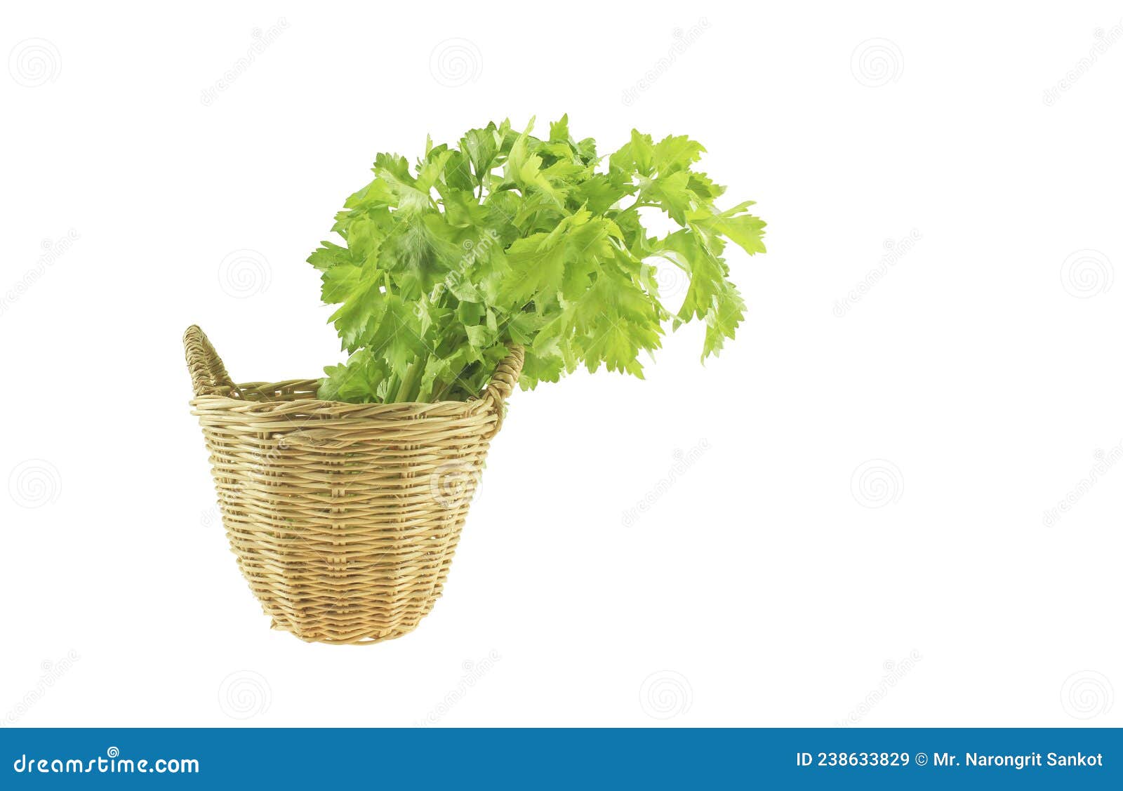 Chinese coriander stock image. Image of white, vegetable 238633829