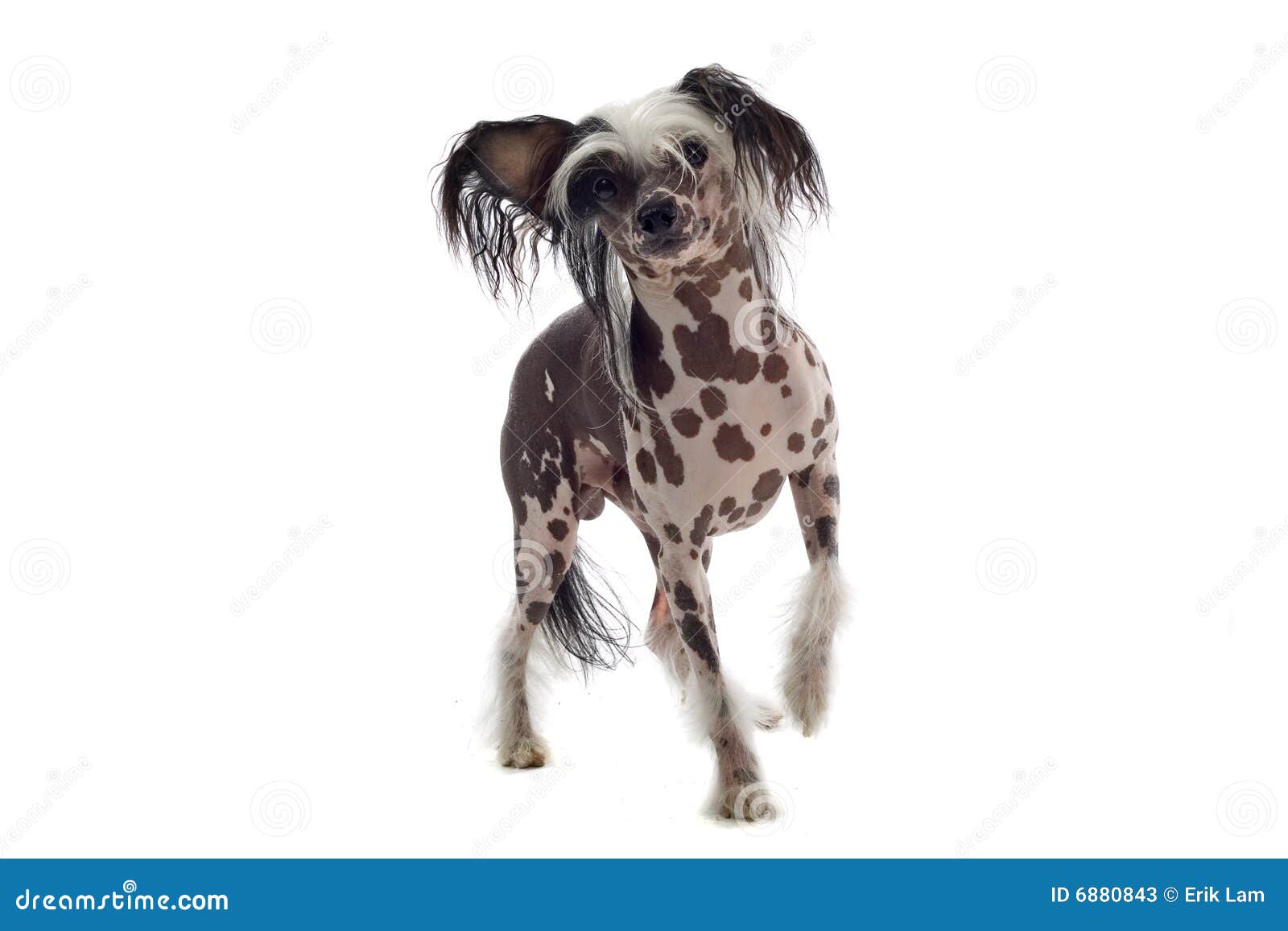 Chinese crested dog stock image. Image of coat, purebred 6880843