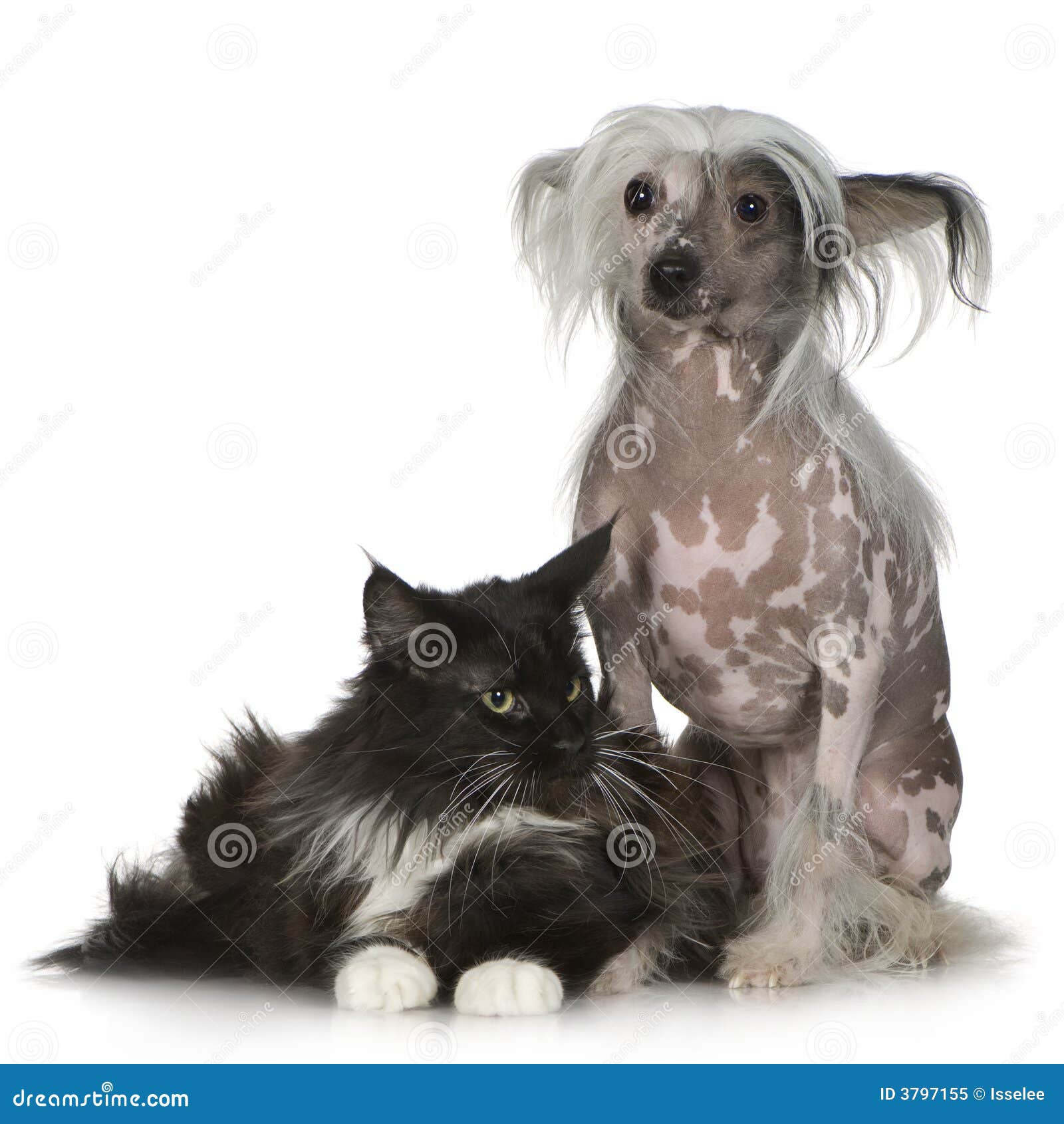 are chinese crested dogs good with cats