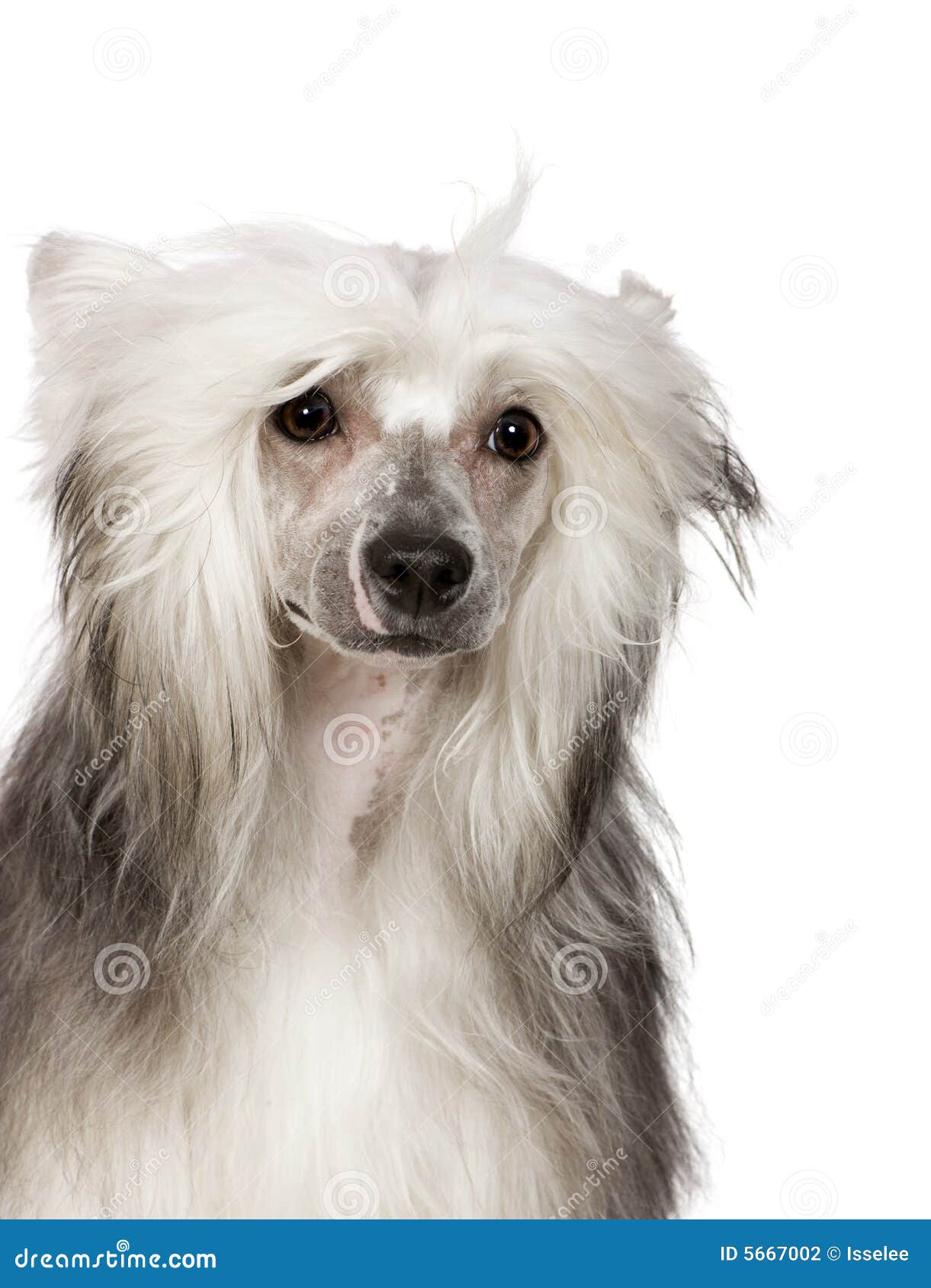 Chinese Crested Dog Powderpuff Stock Photo Image of pedigreed, pets