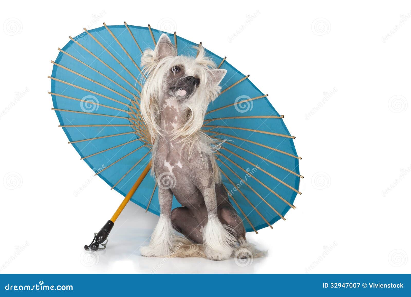 Chinese Crested Umbrella Chinese Crested Umbrella