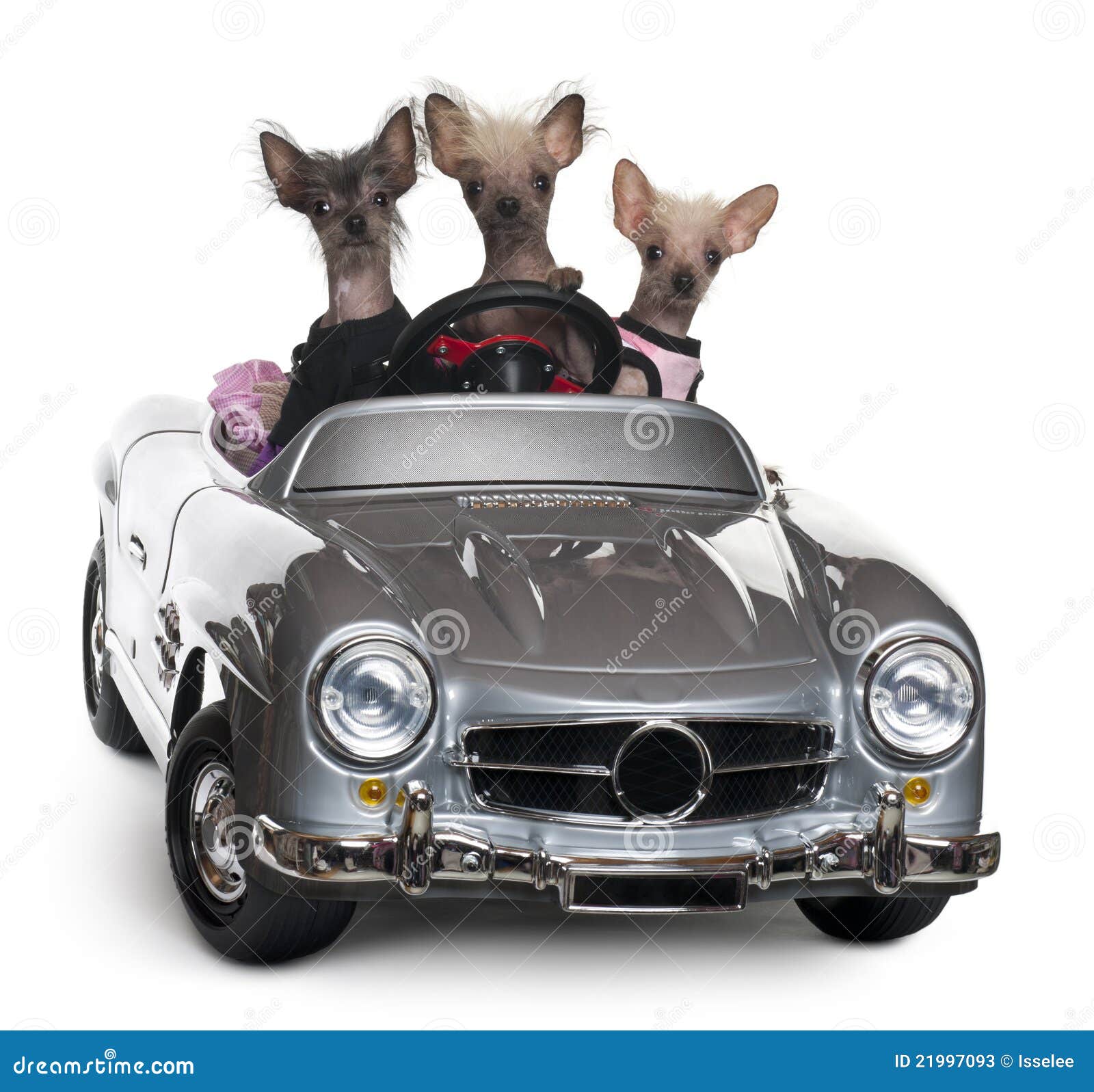 Chinese Crested Dogs Driving Convertible Stock Image Image of canine