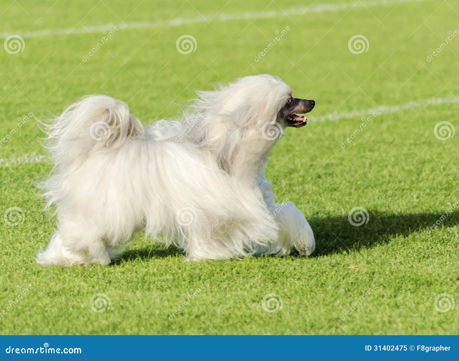 Chinese CrestedHund (Powderpuff) Stockbild Bild von gras, zuverl