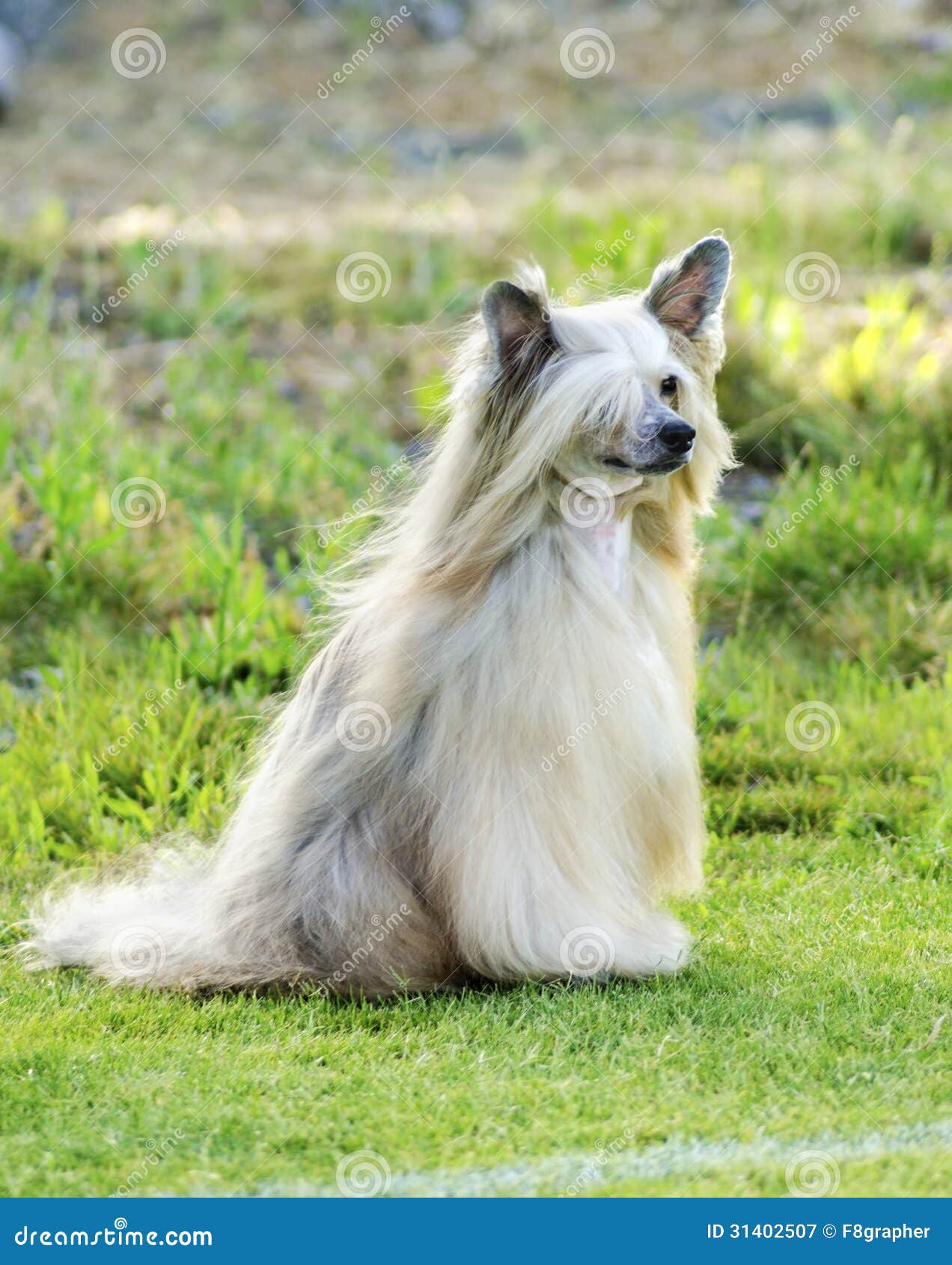 Chinese CrestedHund (Powderpuff) Stockbild Bild von konzept, rasen