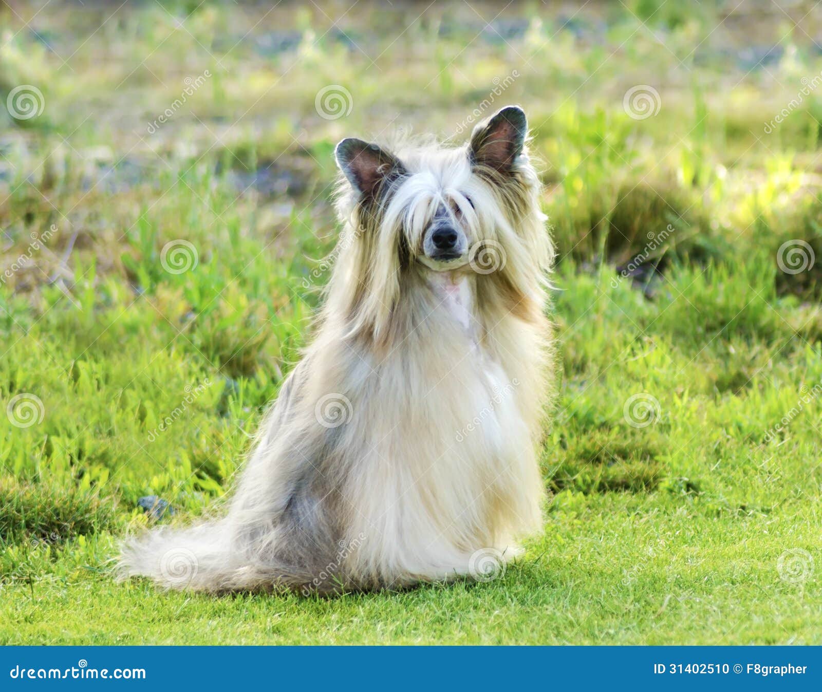 Chinese CrestedHund (Powderpuff) Stockfoto Bild von freundlich