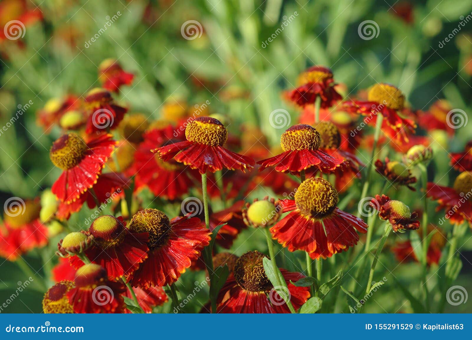 Chinese Daisies among Other Plants Stock Image Image of sight