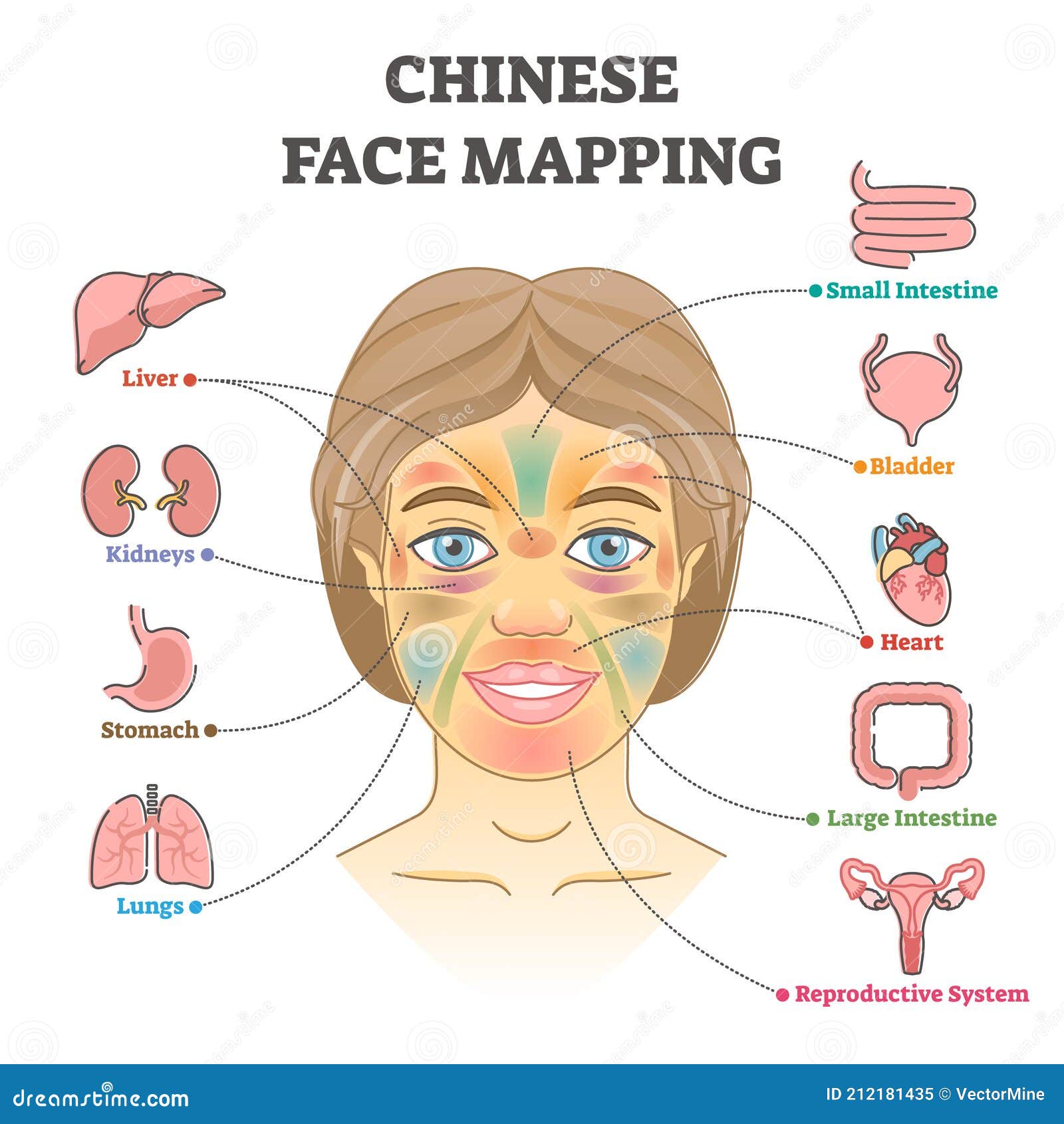 Face Mapping Reflexology Realistic Infographics With Massage Zones ...