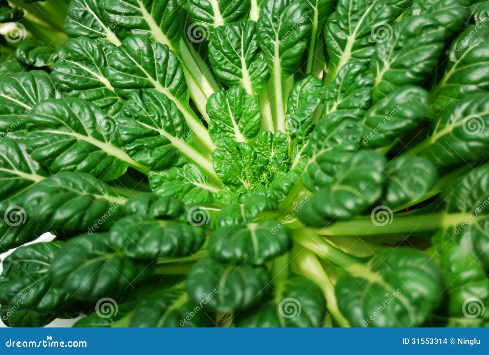 Chinese flat cabbage stock photo. Image of china, head 31553314