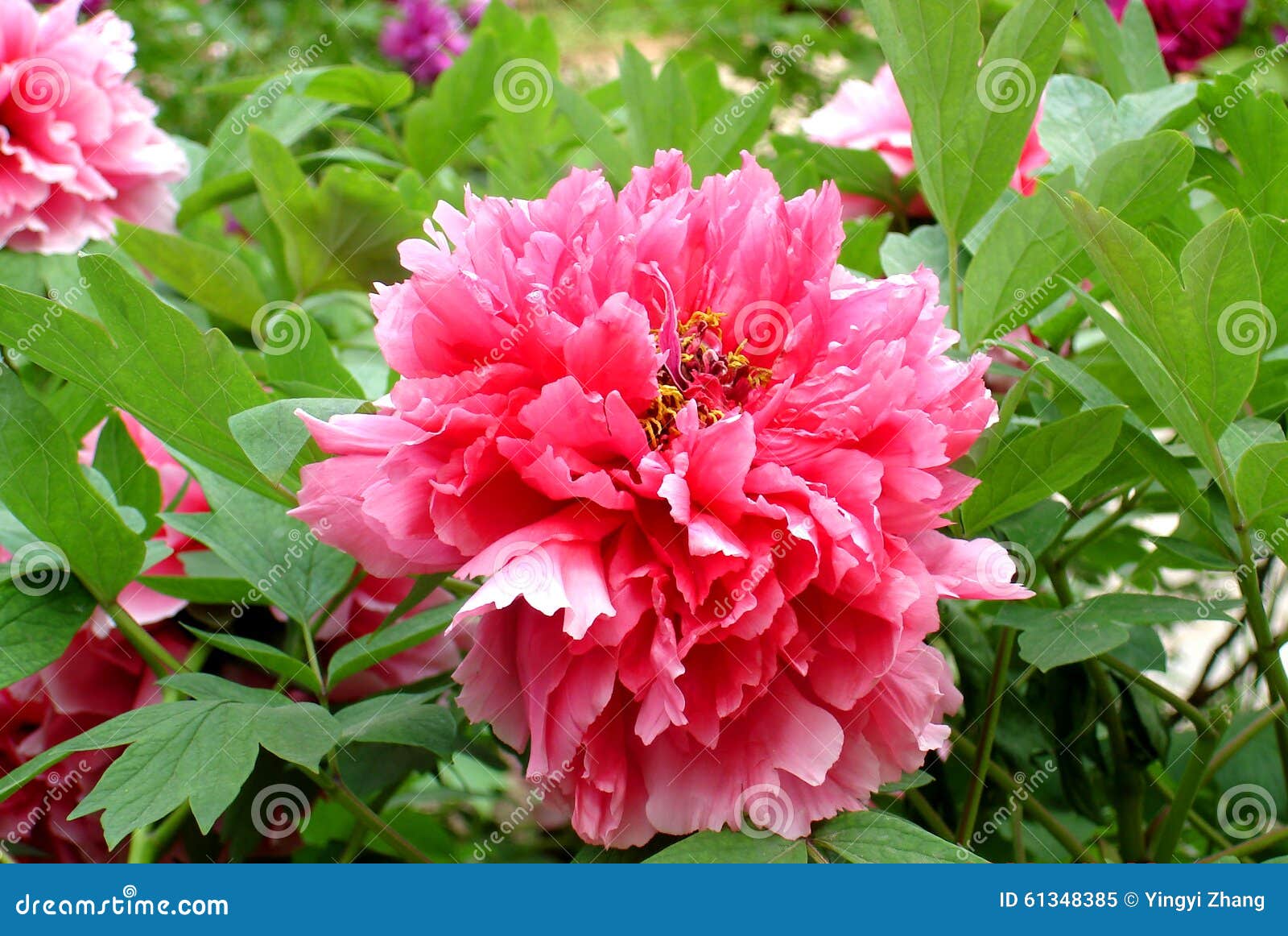 Chinese flowerpeony stock image. Image of garden, horticulture 61348385