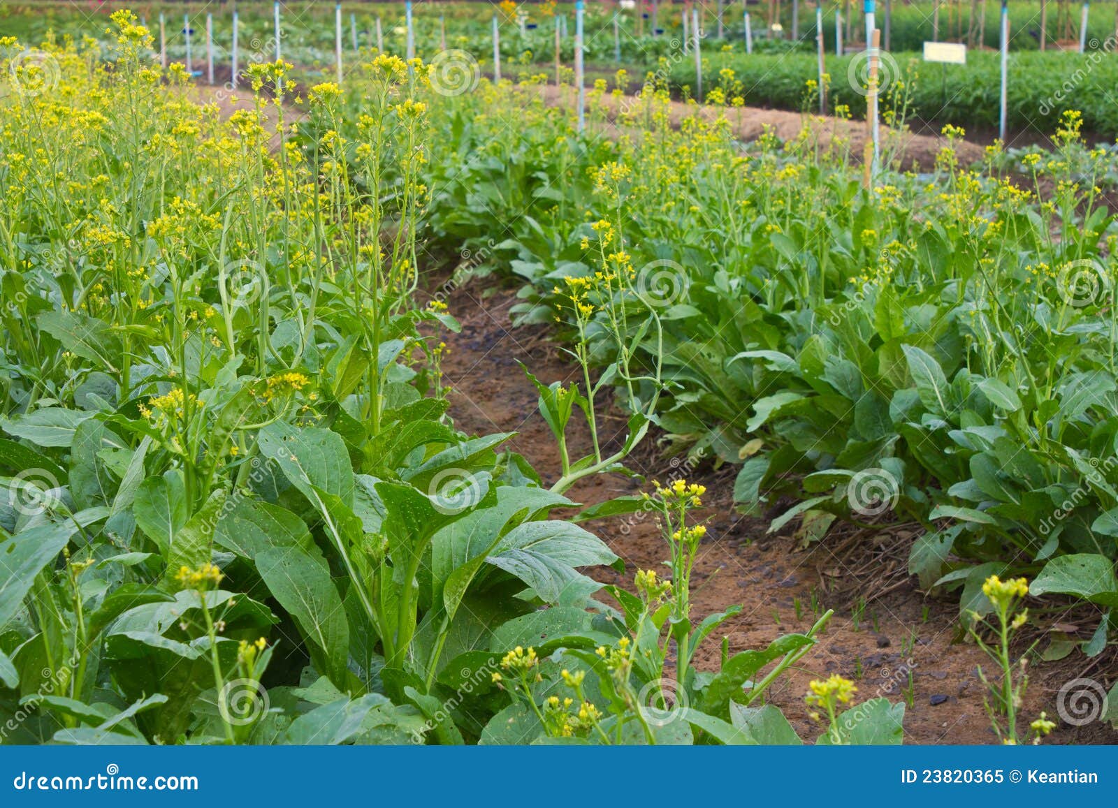 Chinese Flowering Cabbage. stock image. Image of monoculture 23820365